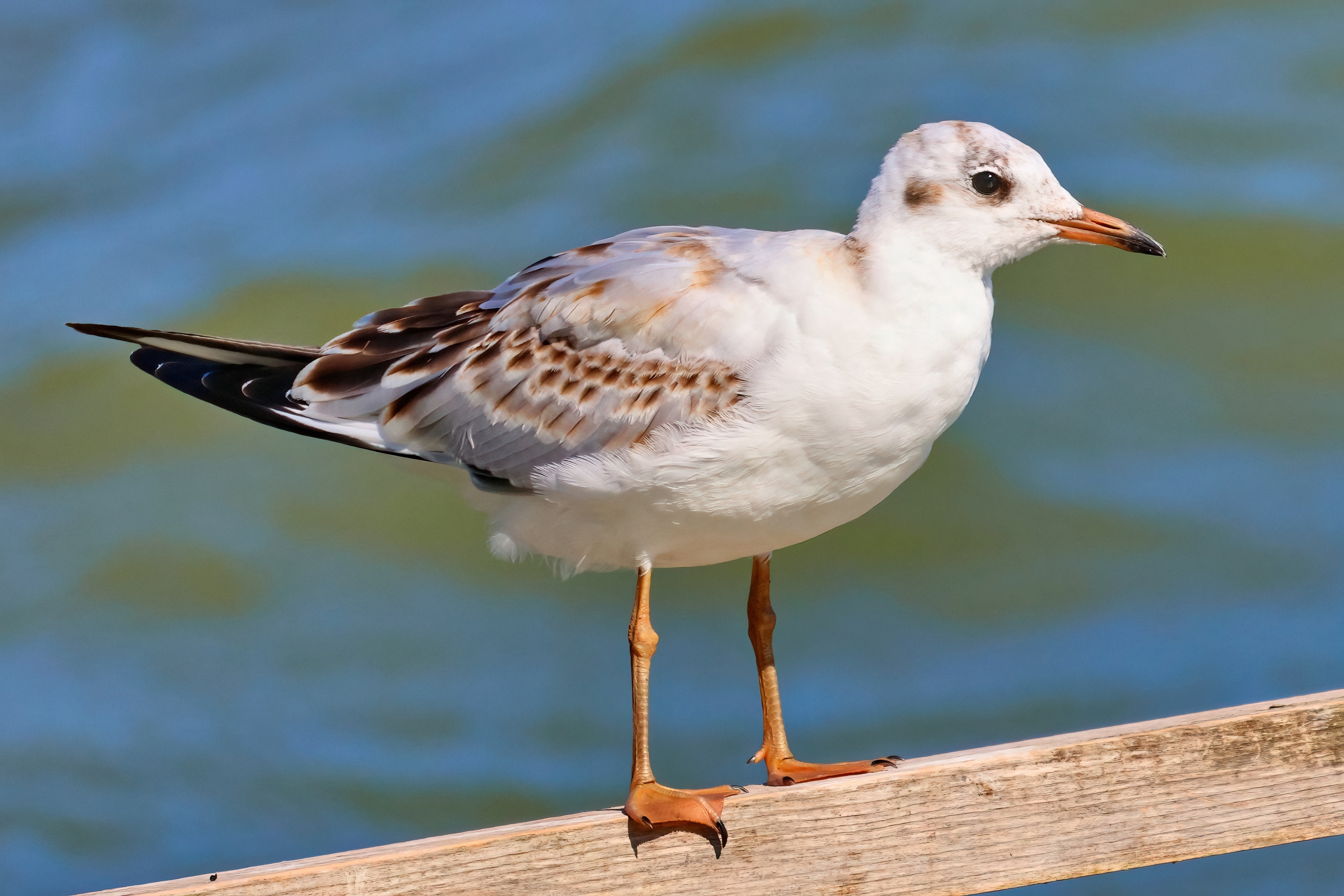 Juvenile black-headed gull