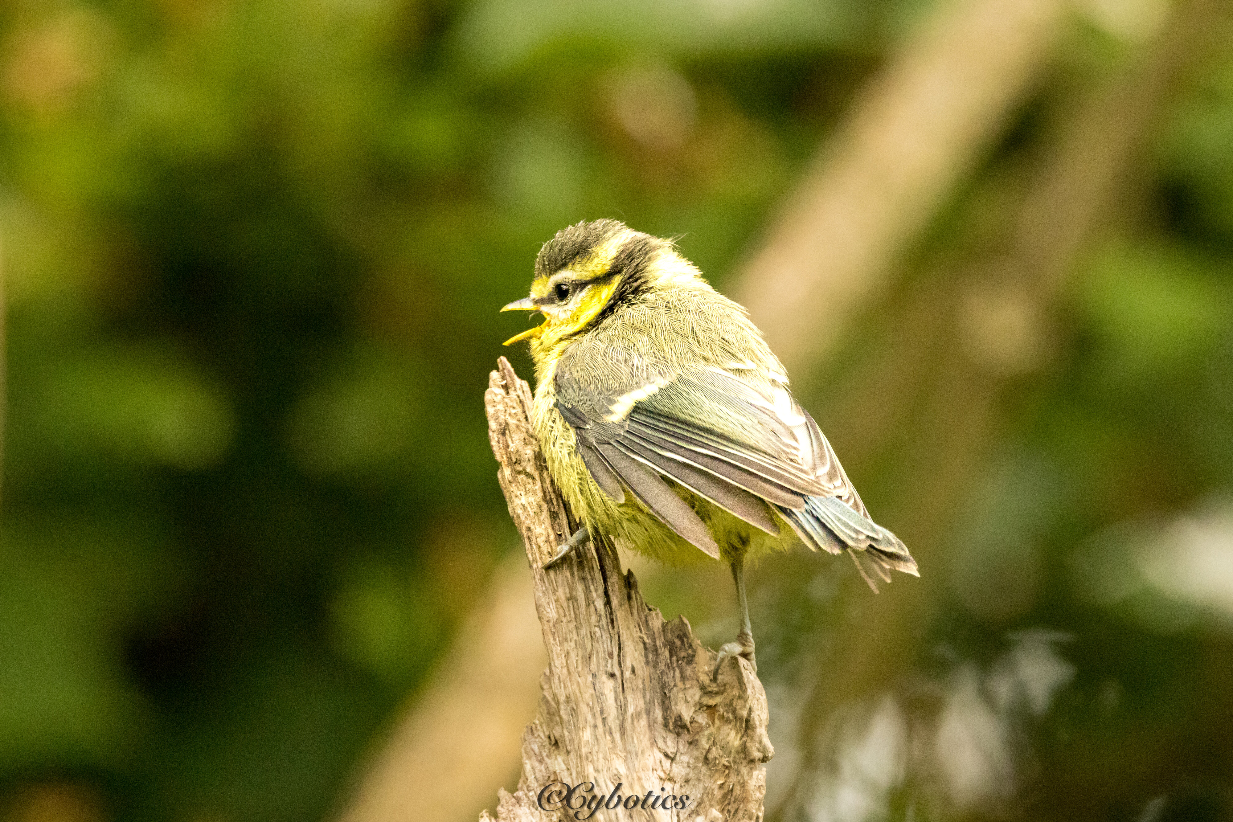 Juvenile blue tit.