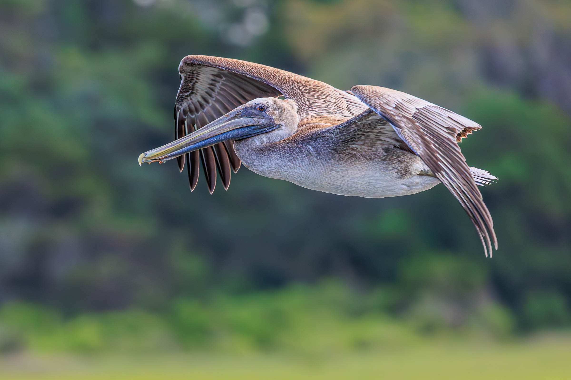 Juvenile Brown Pelican