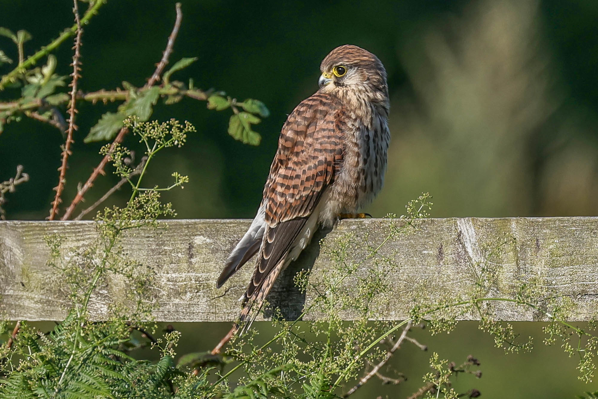 Juvenile  Kestrel