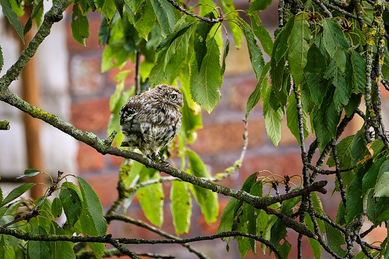 Juvenile Little Owl