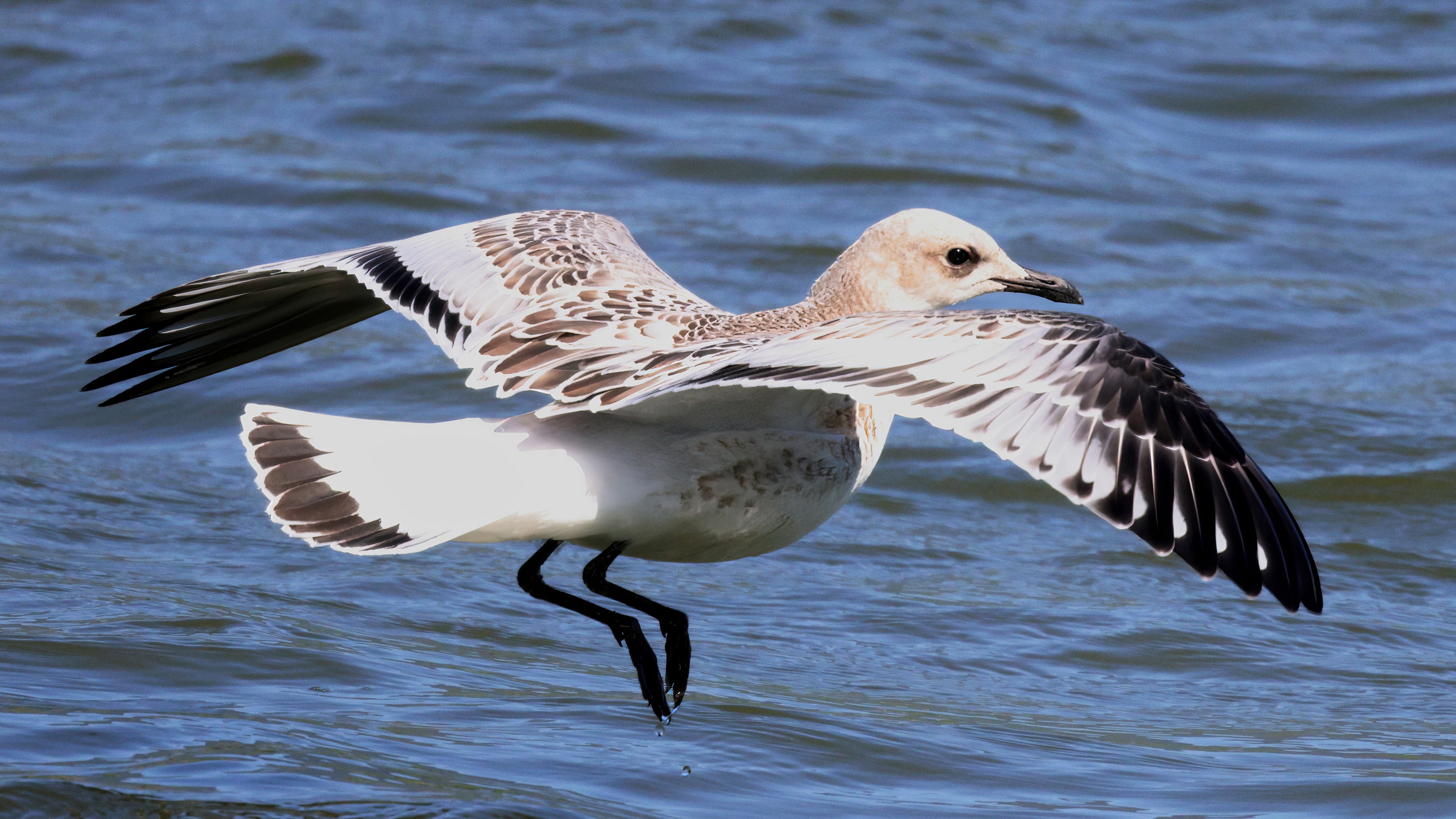 Juvenile Mediterranean gull