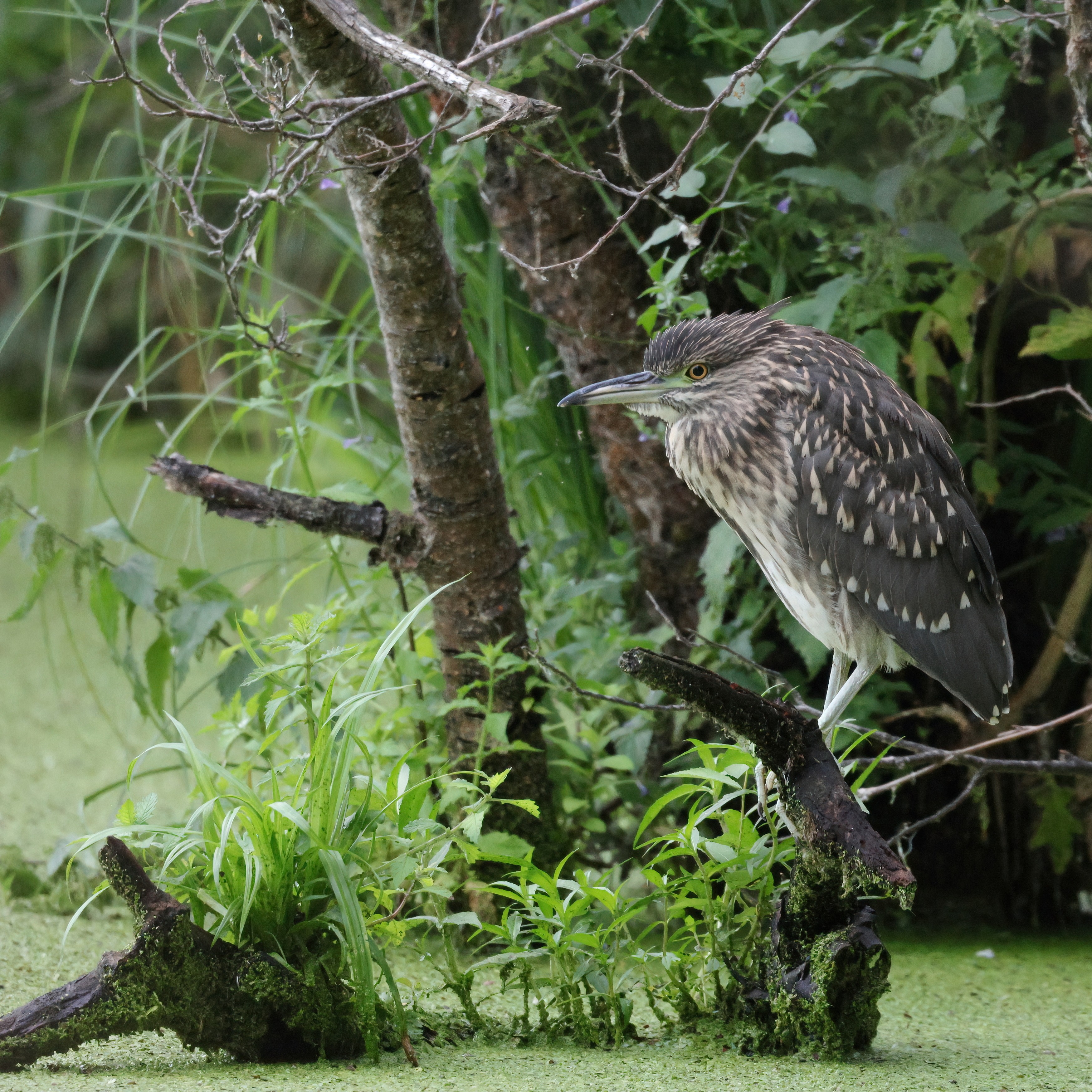 Juvenile night heron