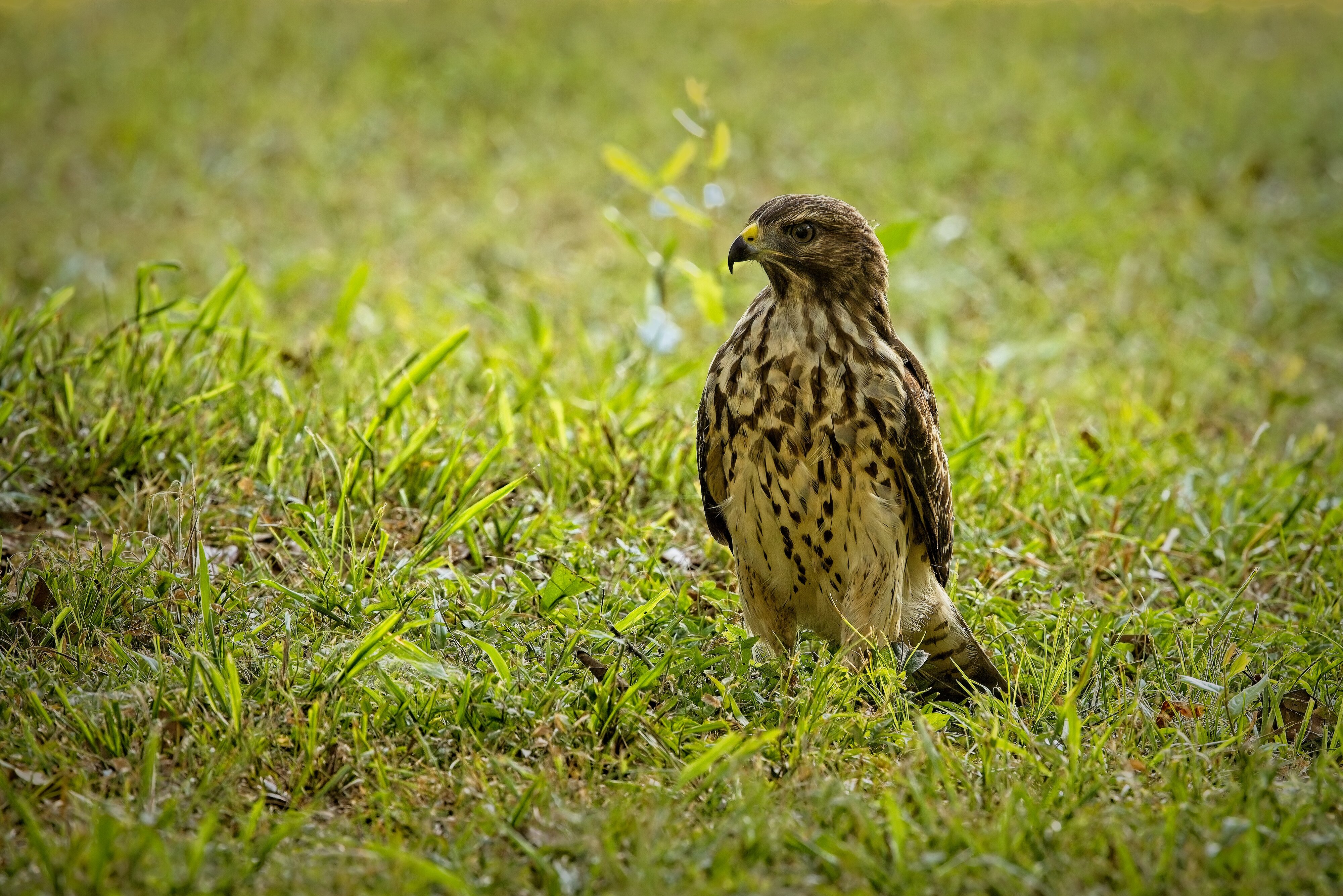 Juvenile Red-Shouldered Hawk