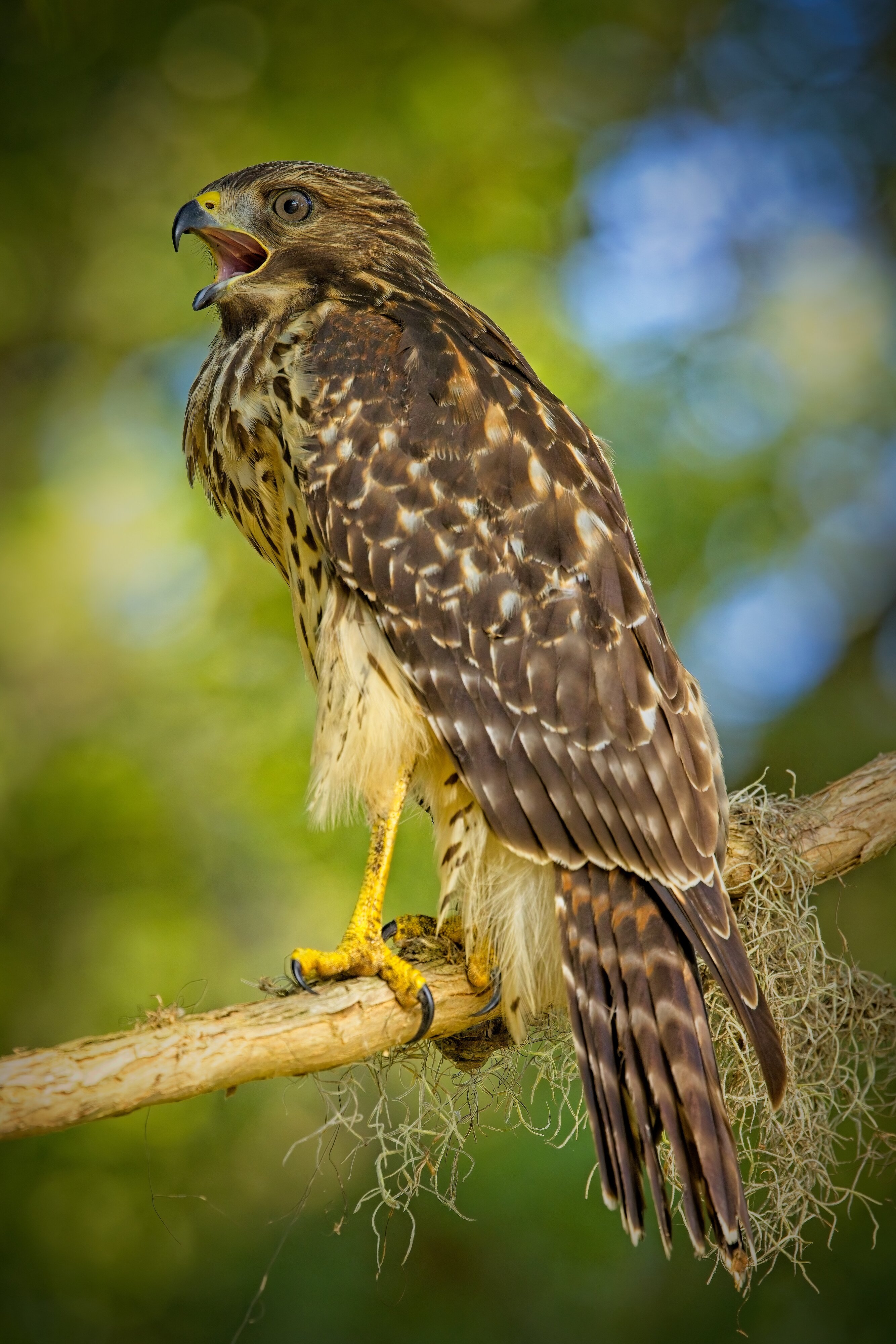 Juvenile Red-Shouldered Hawk