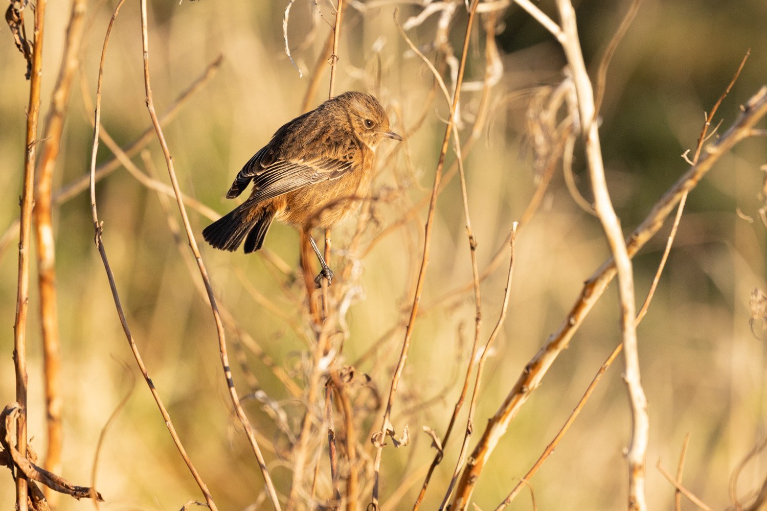 Juvenile Reed Bunting