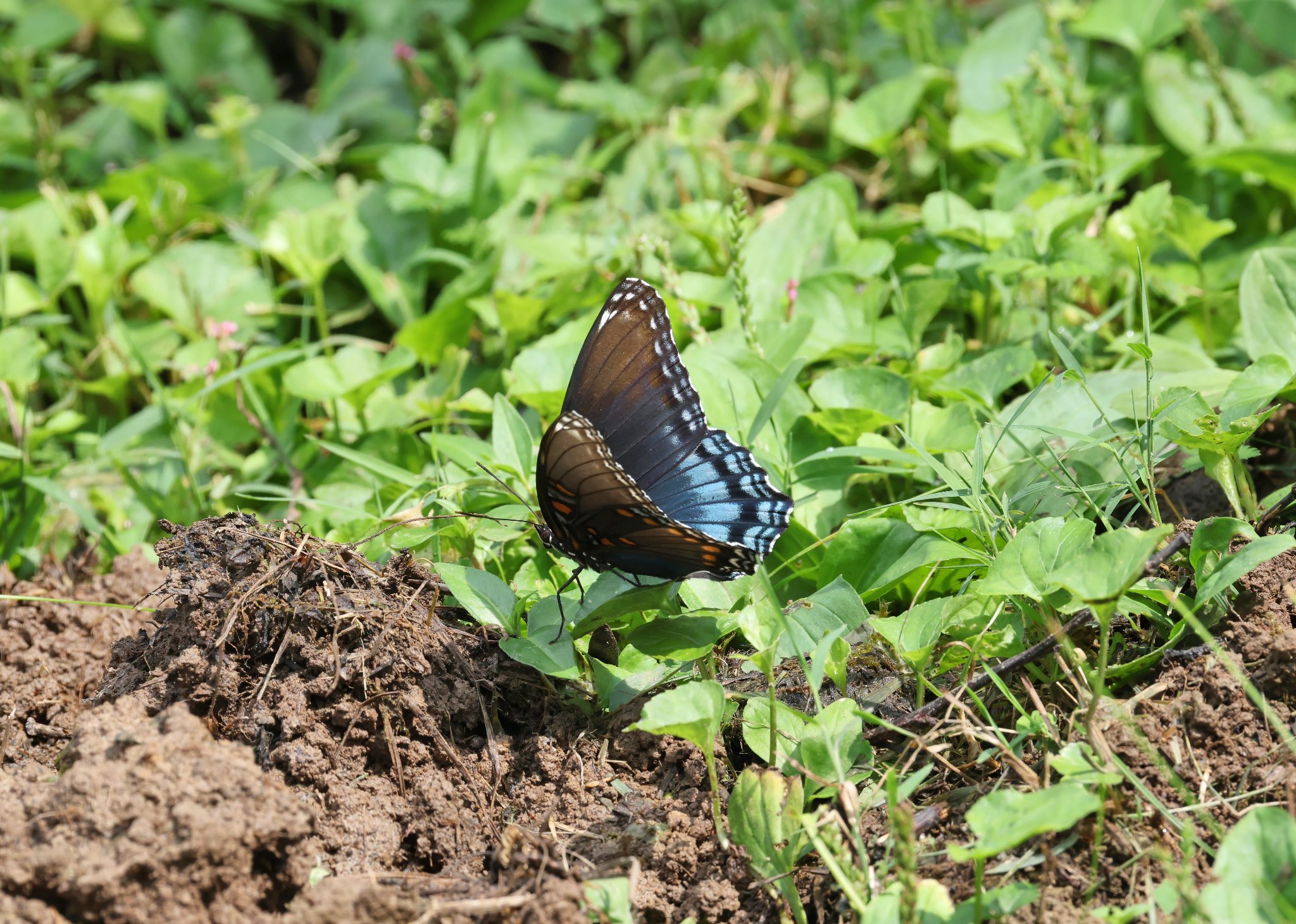 K41A4618 Red-spotted Purple Butterfly 2.jpg