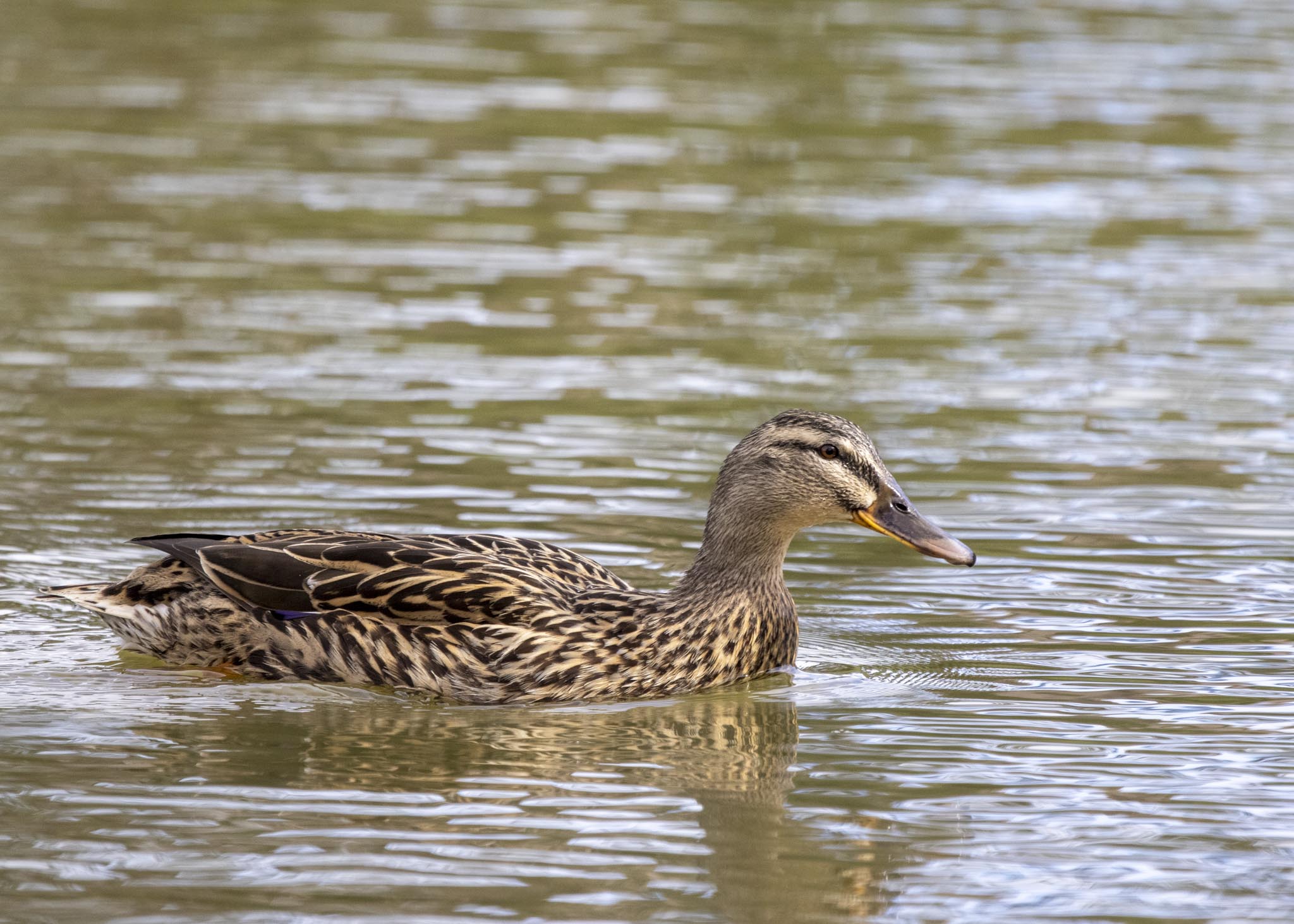 Keptie Pond - Female Mallard.jpg