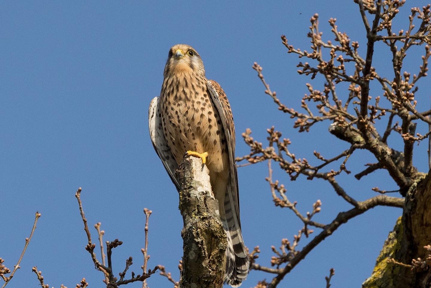 Kestrel