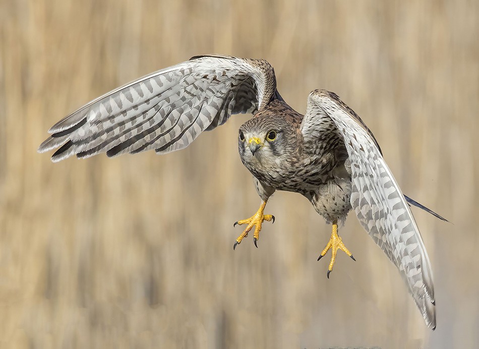 Kestrel