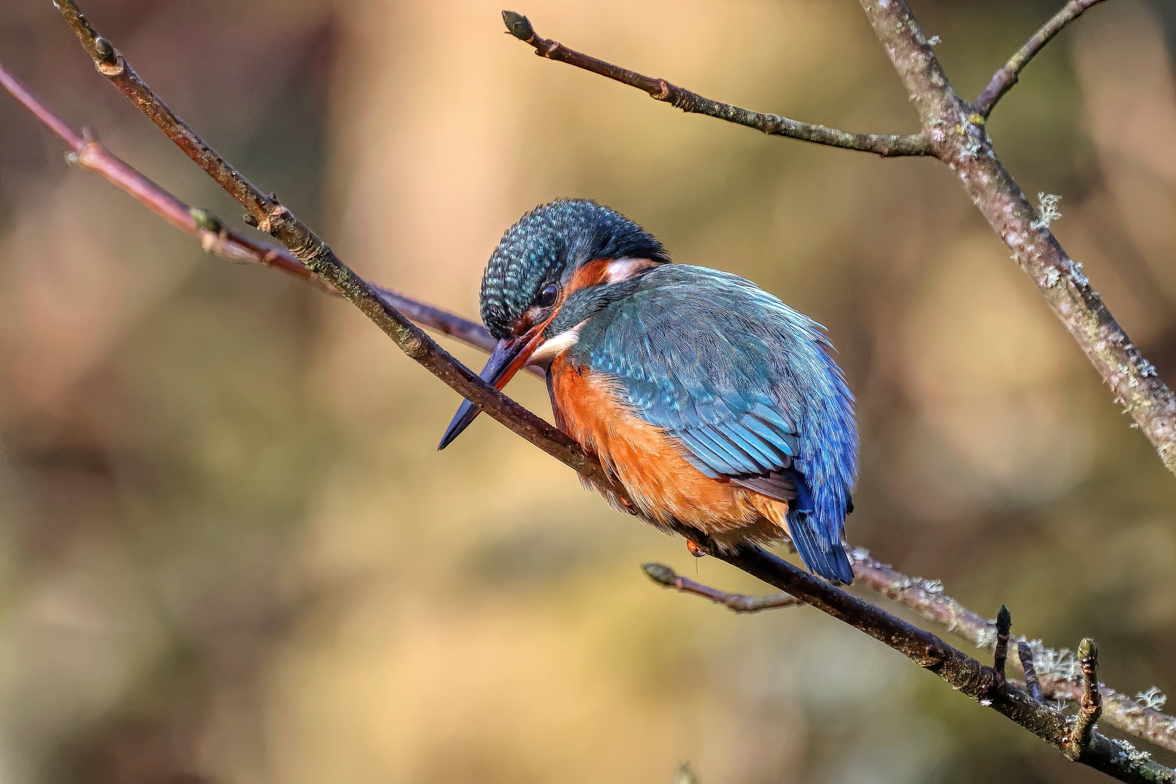 KINGFISHER 2.jpg