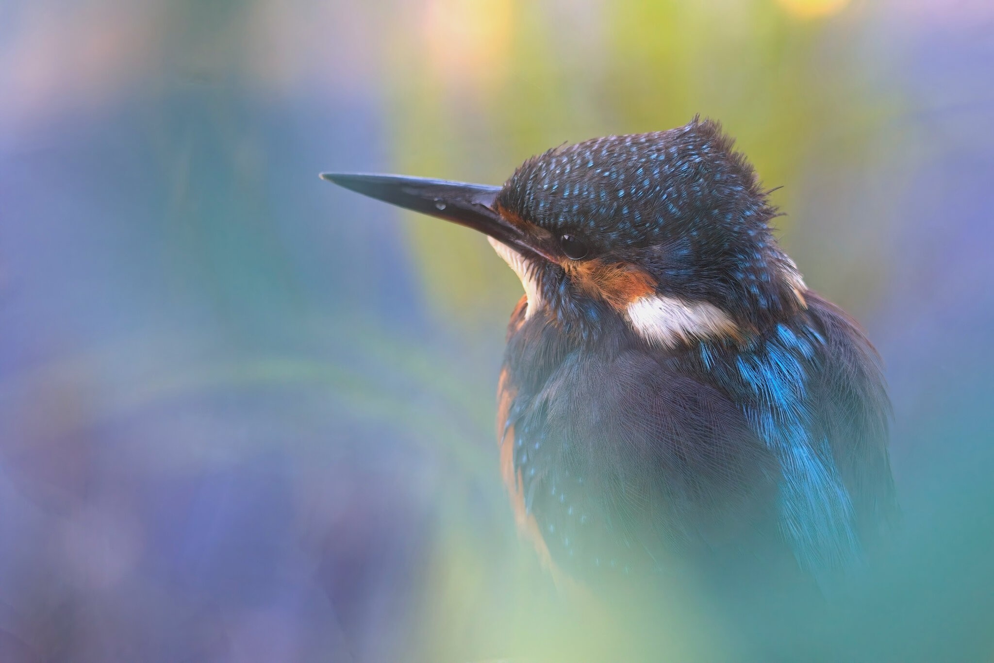 Kingfisher 27 on ledge Rainham Sept 2024.jpg