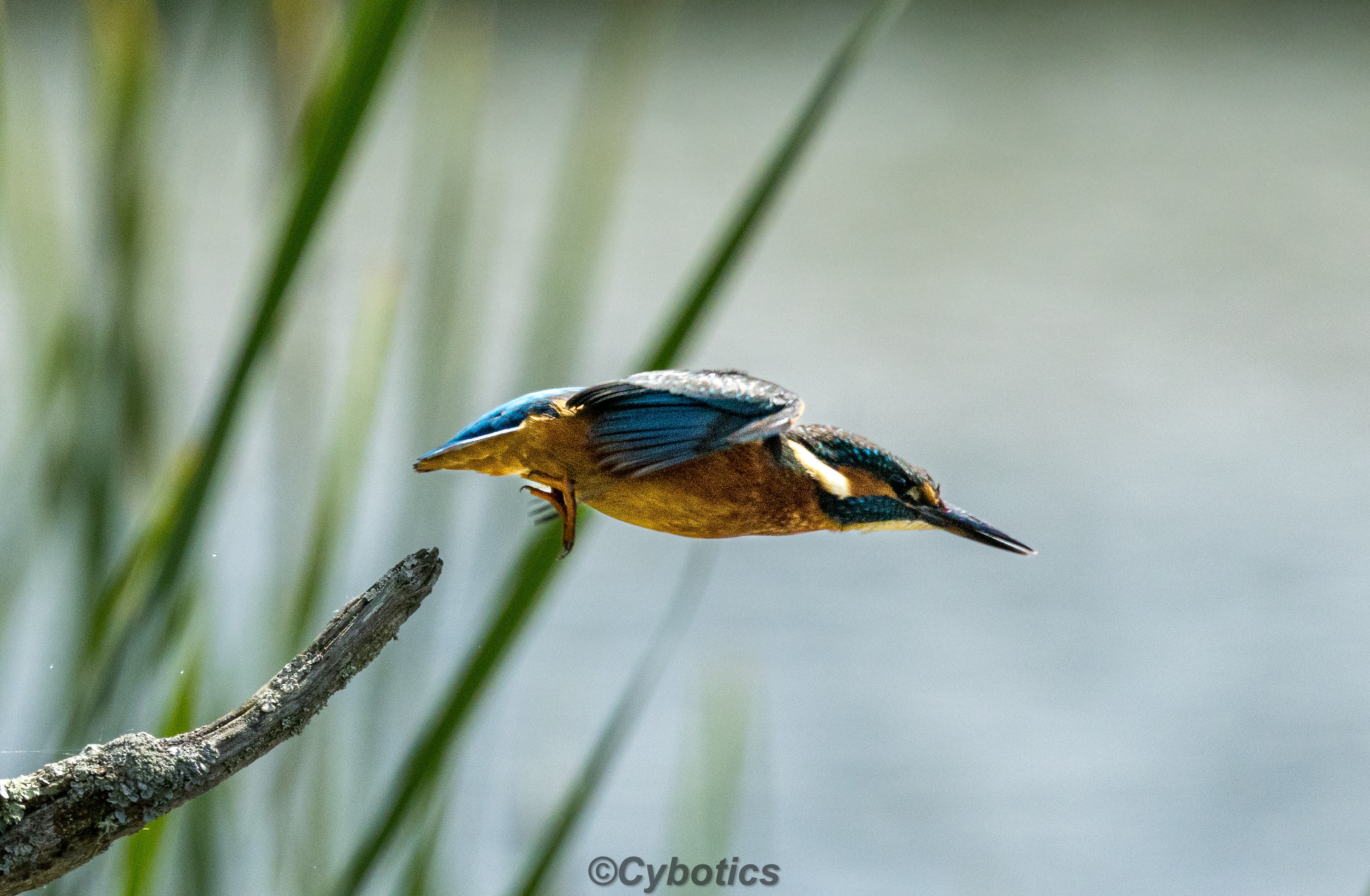 Kingfisher