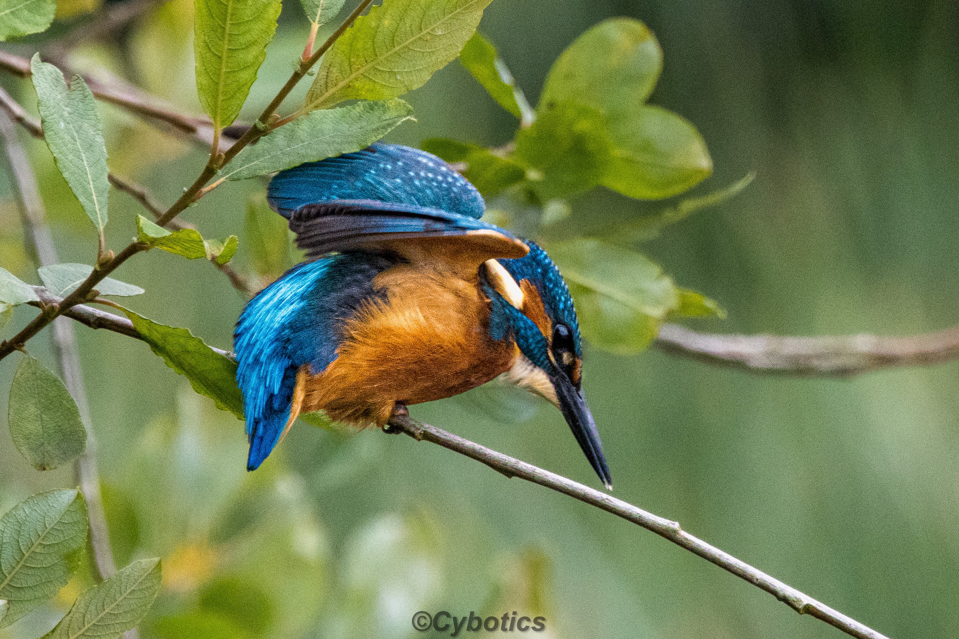 Kingfisher