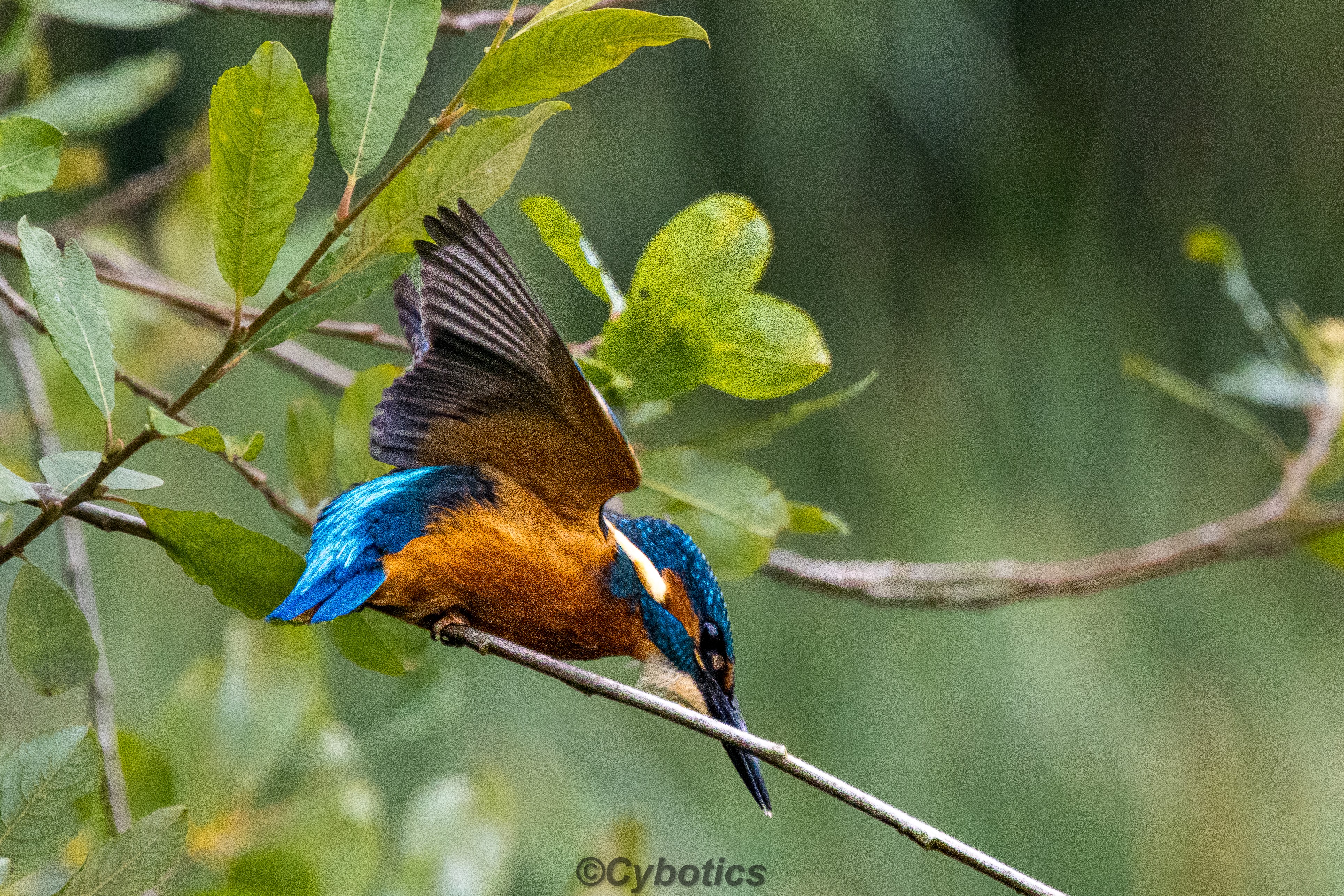 Kingfisher