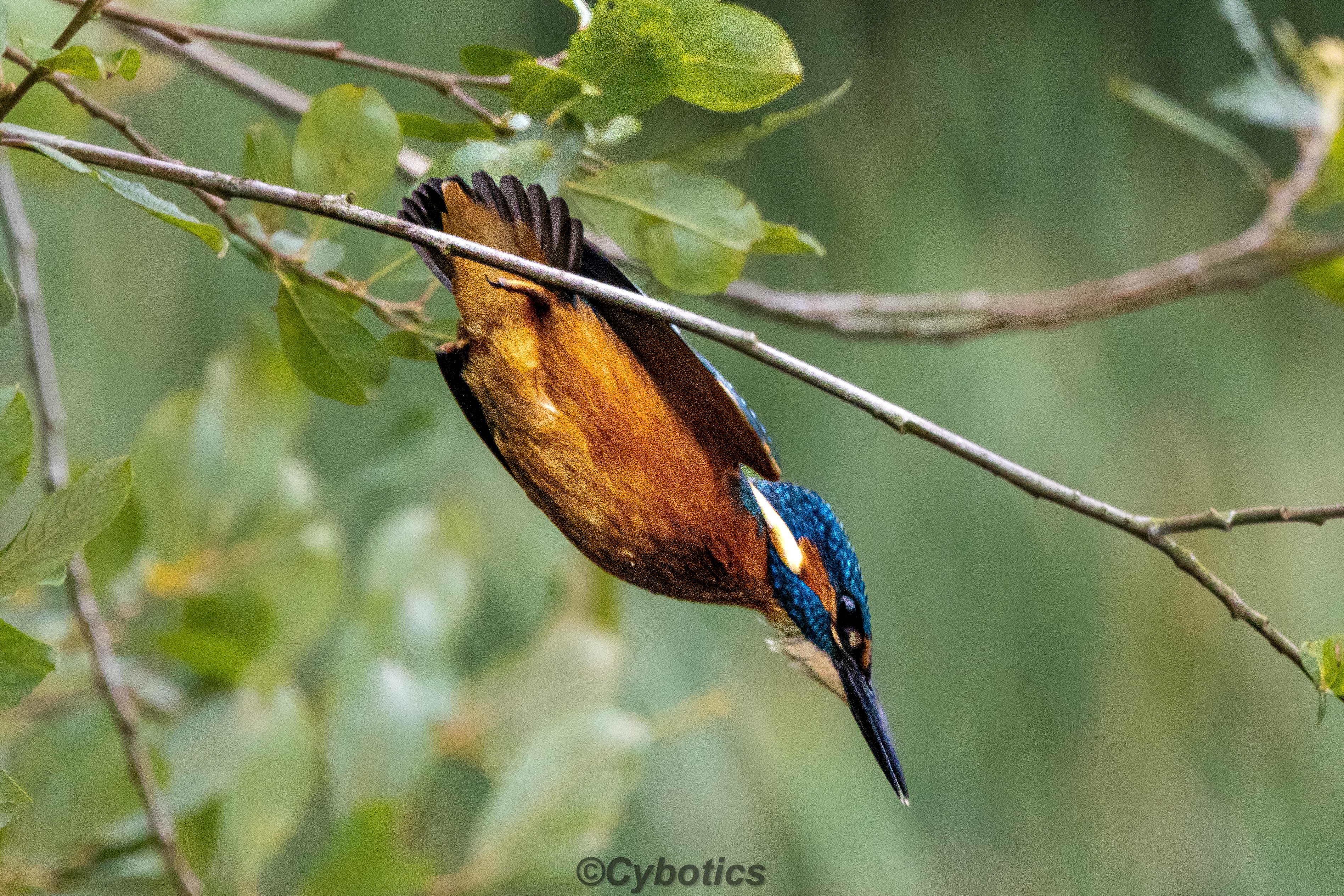 Kingfisher