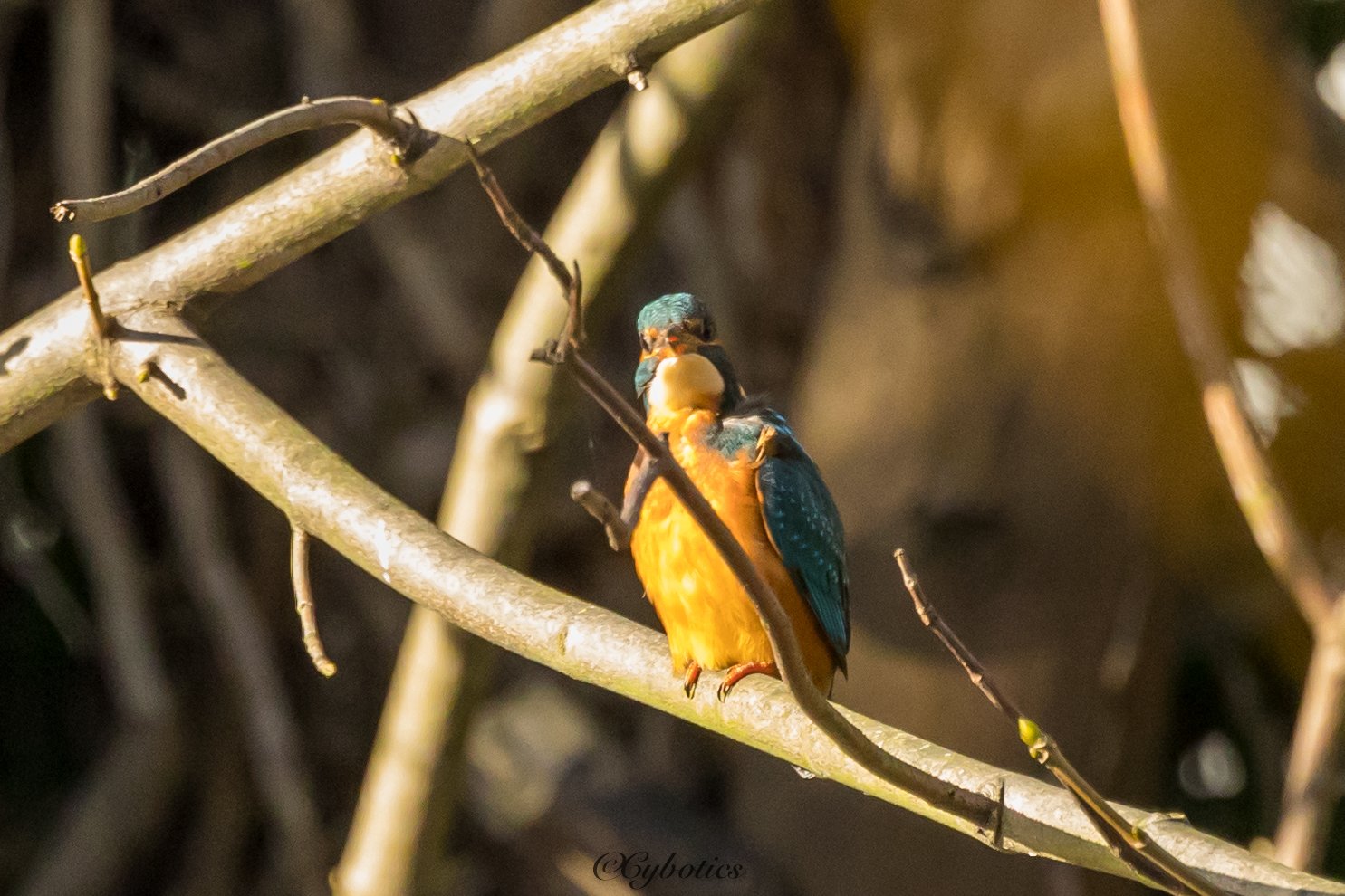 Kingfisher