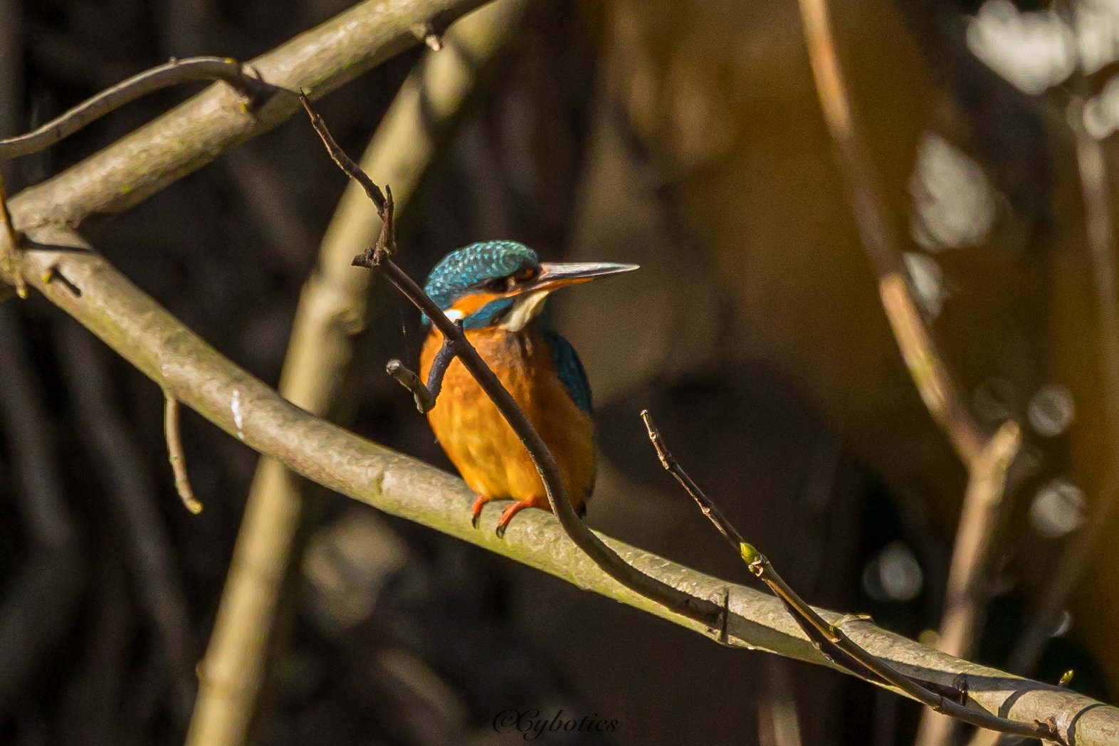 Kingfisher