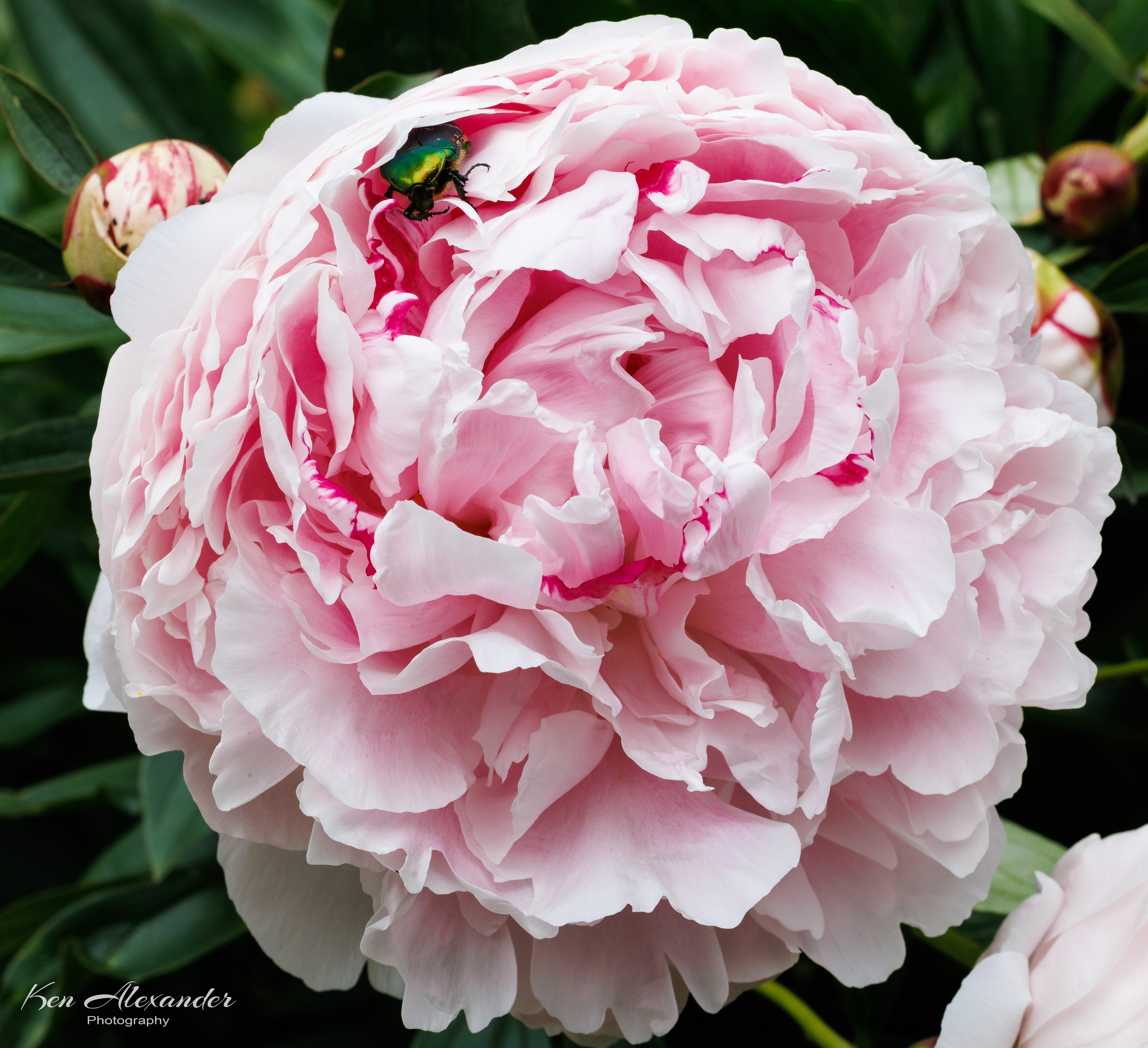 KR5_Garden_01_Peony_1.jpg