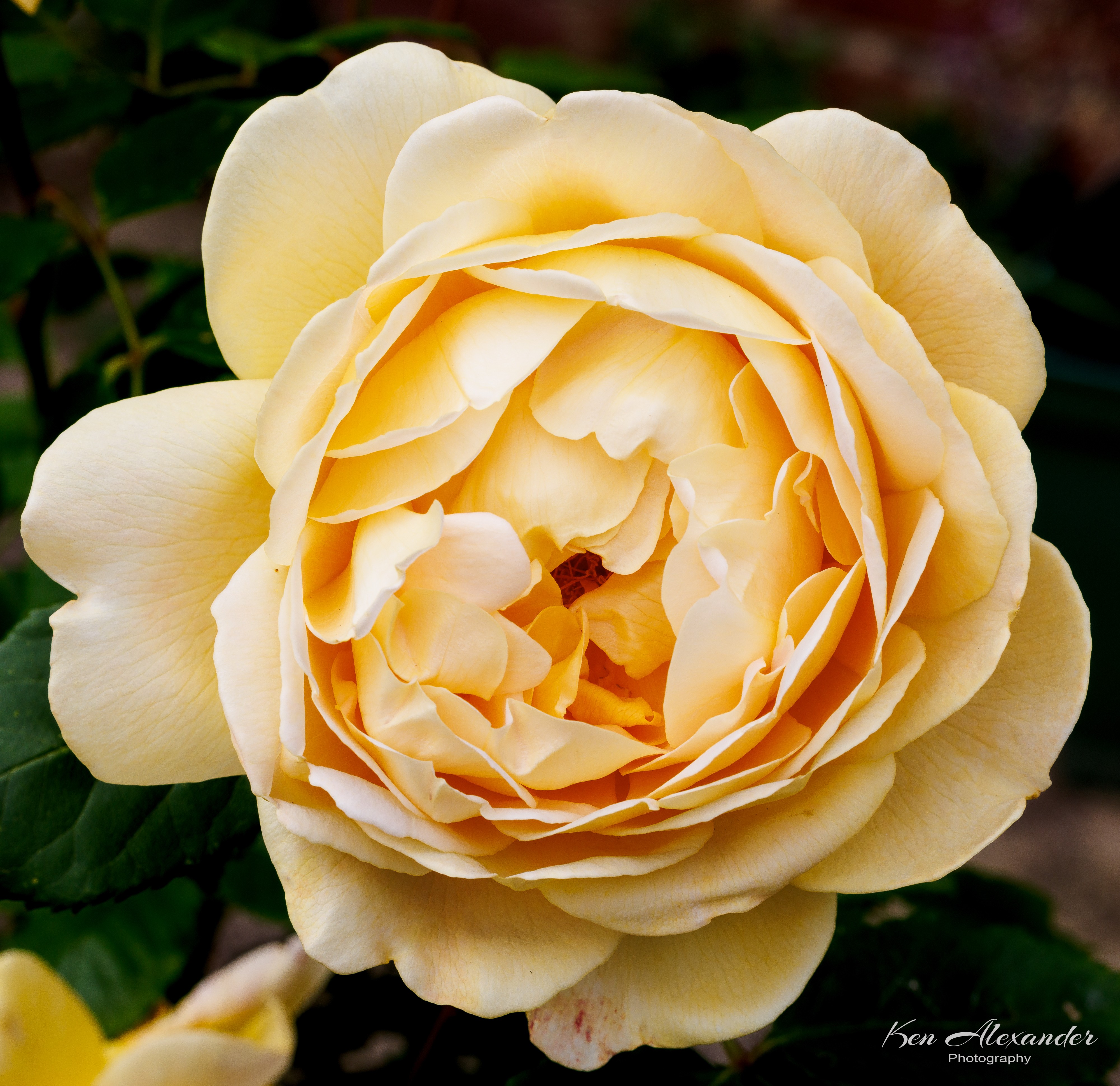 KR5_Garden_03_rose_1.jpg