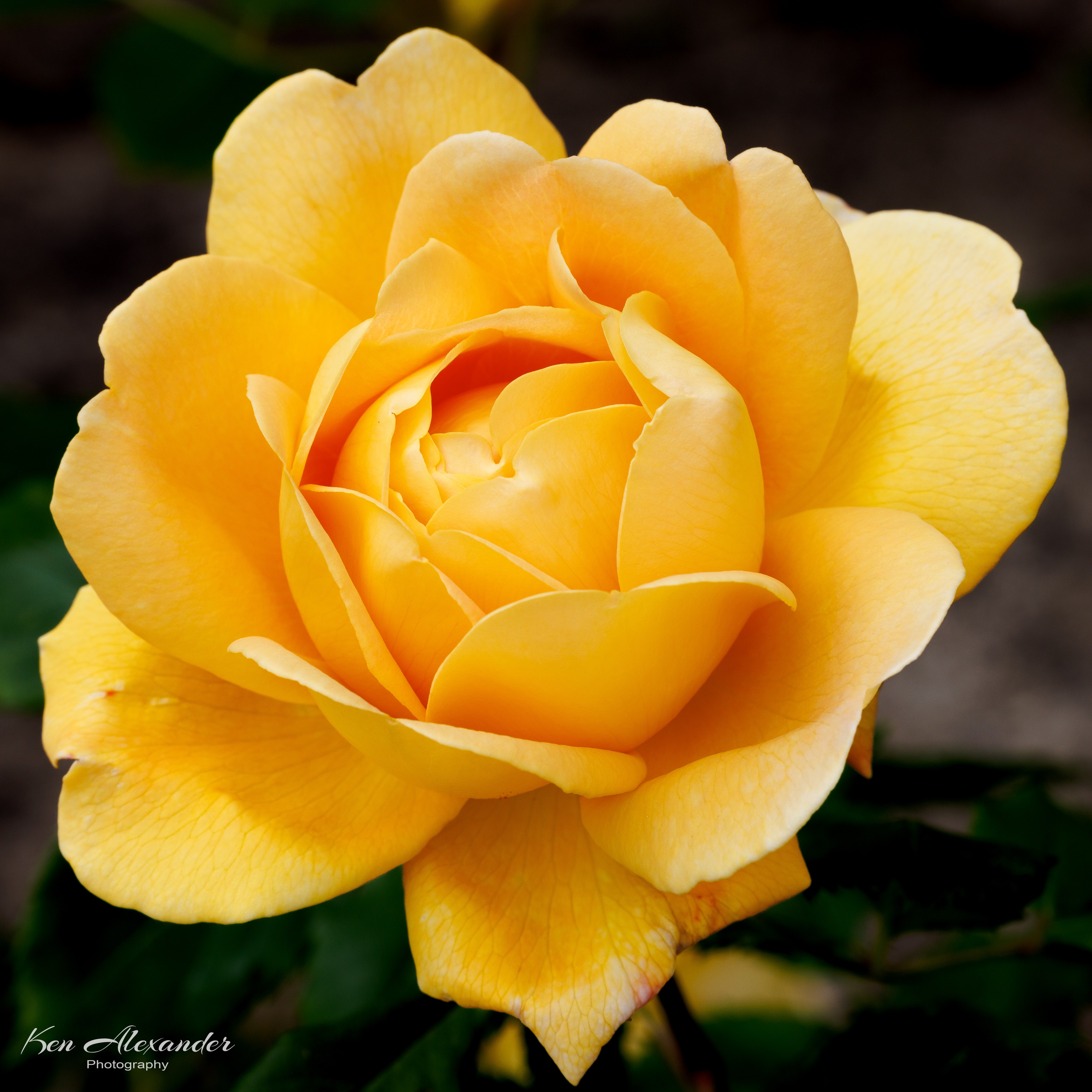 KR5_Garden_04_Rose_2.jpg