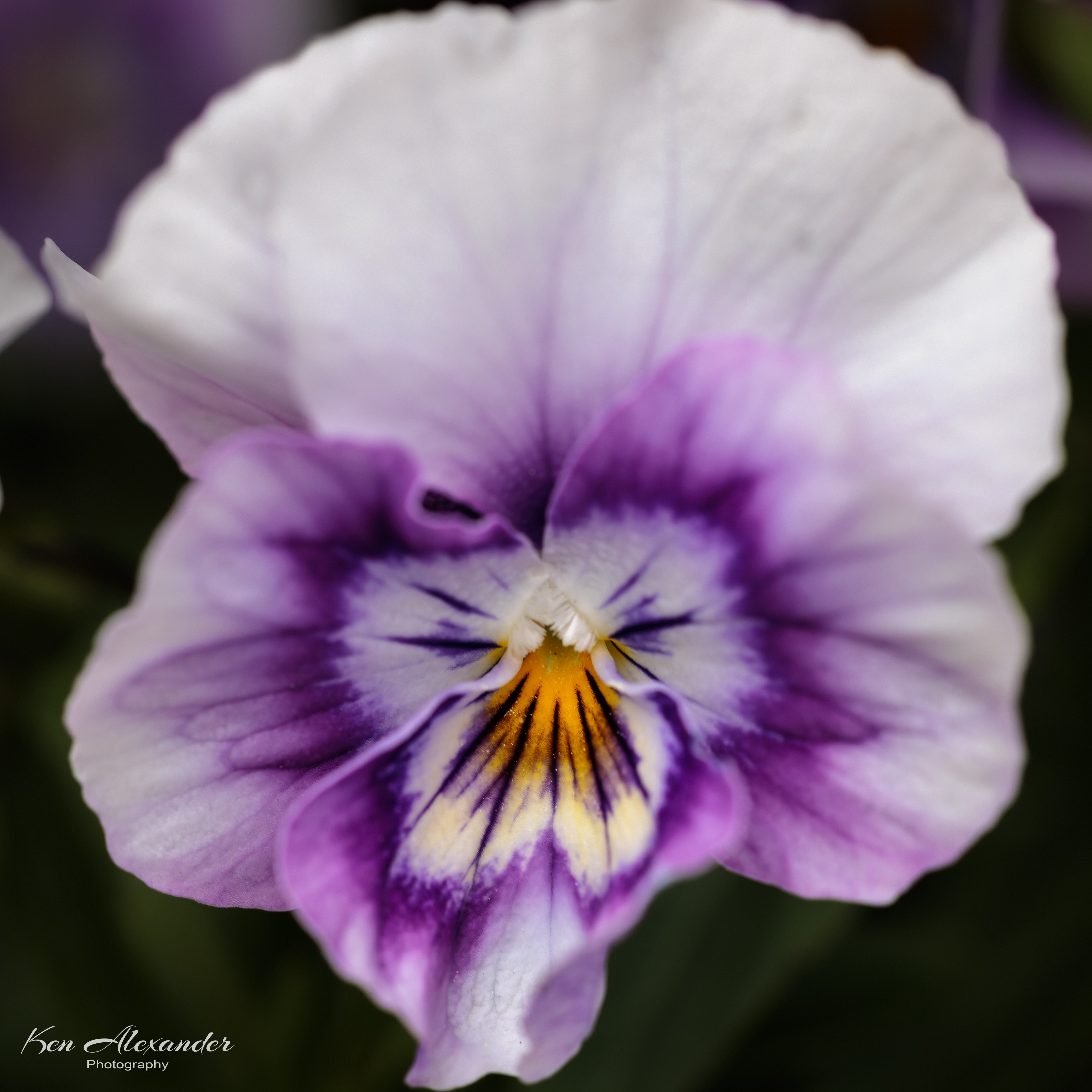 KR5_Garden_06_Pansy_1.jpg