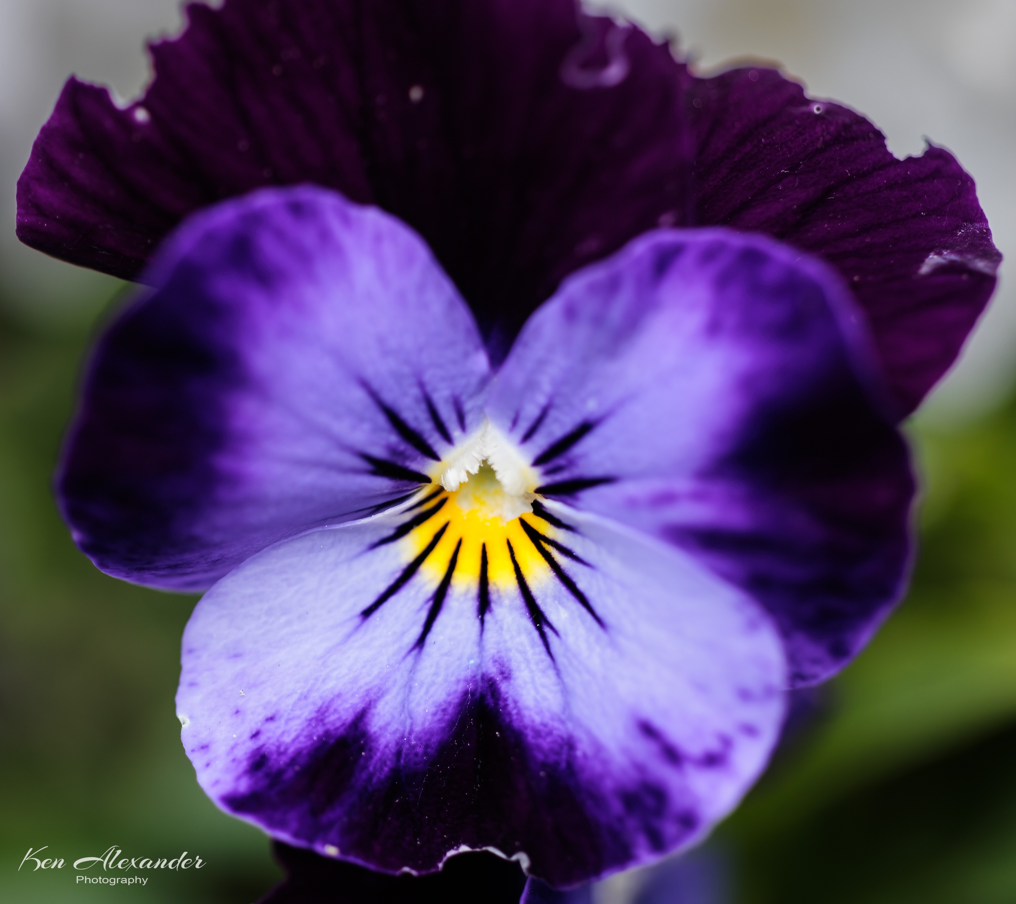 KR5_Garden_07_Pansy_2.jpg