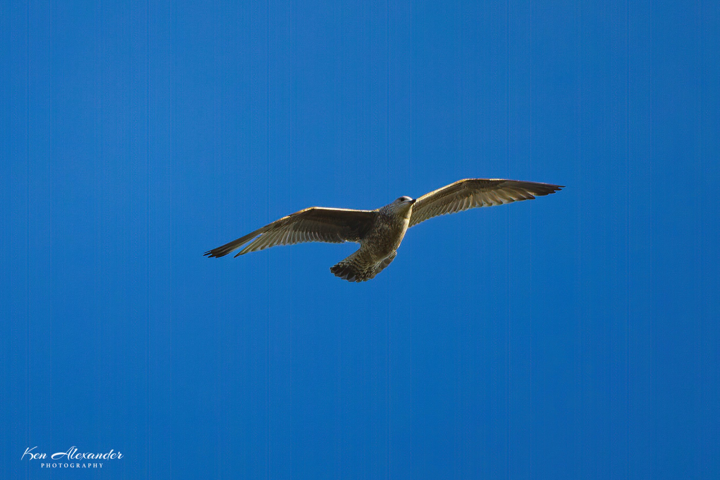 KR5_Garden_Red Kite_1011-10-03-22 (1).jpg