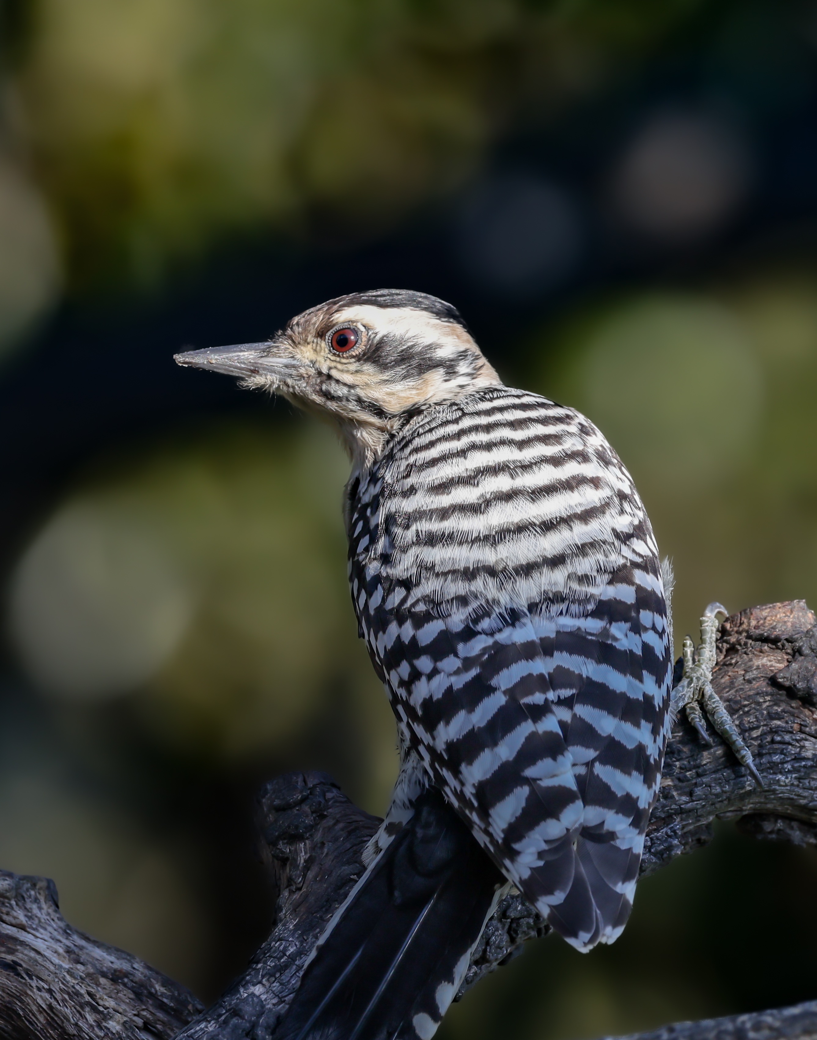 ladder back woodpecker female