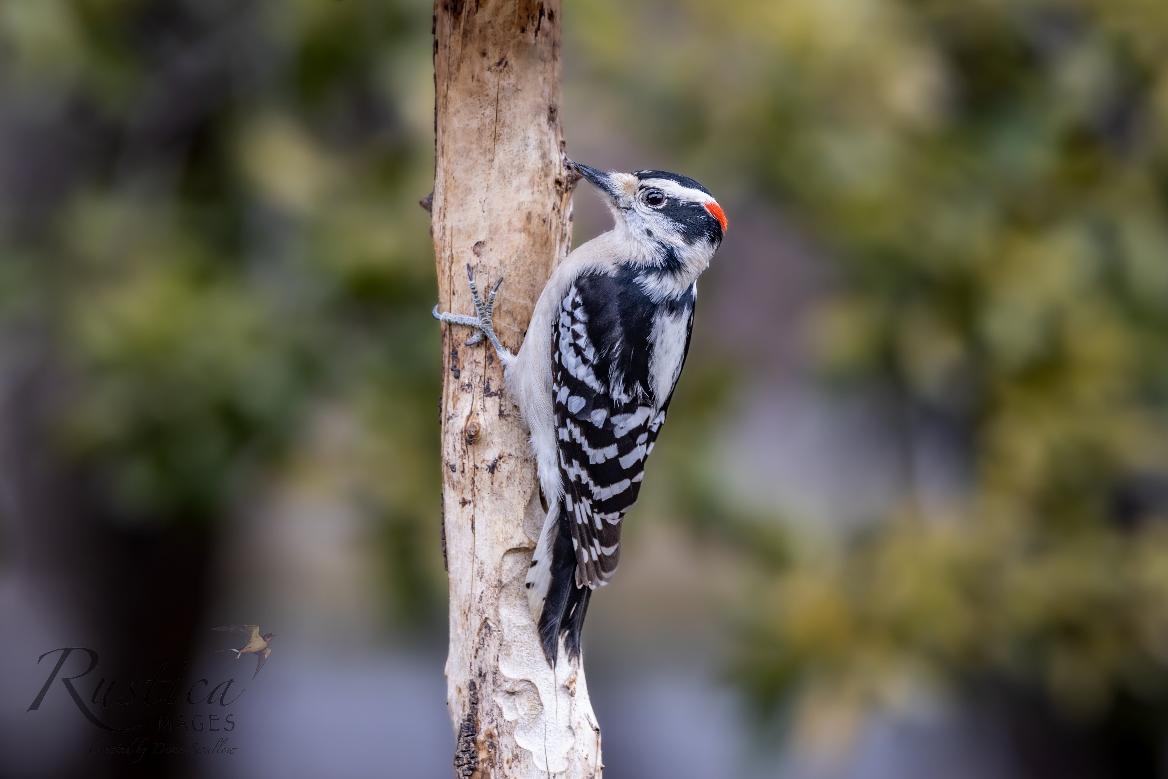 Ladderback woodpecker, backyard