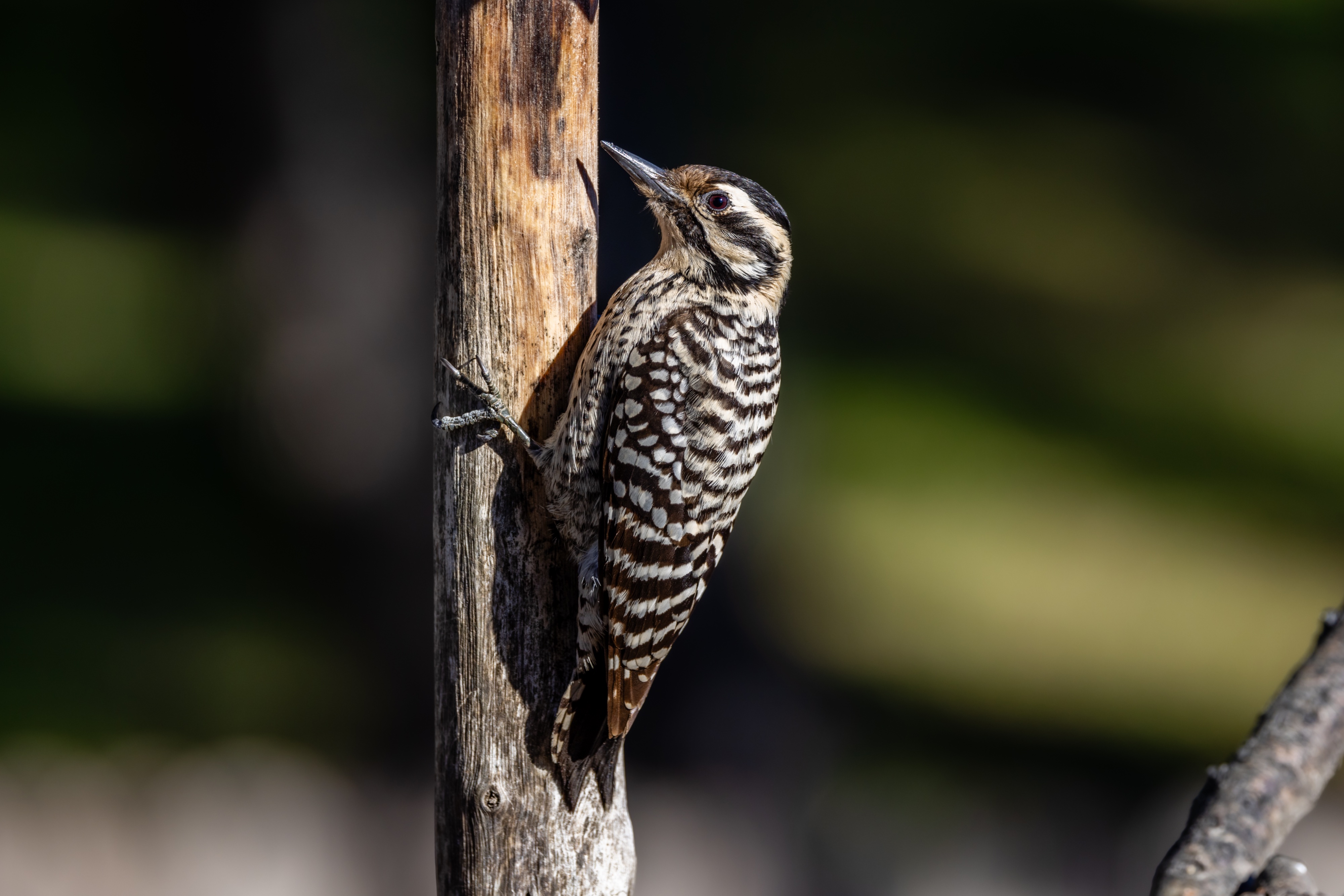 Ladderback woodpecker, female