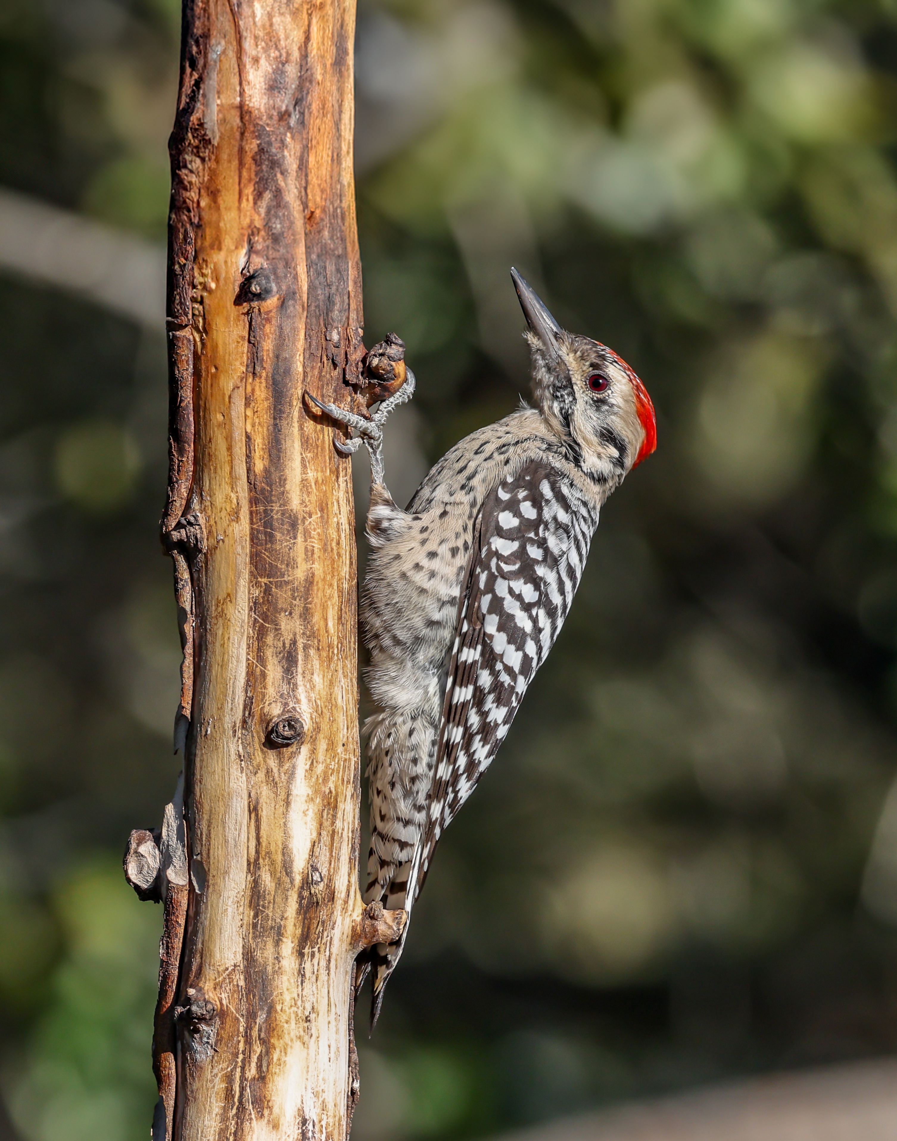 Ladderback woodpecker