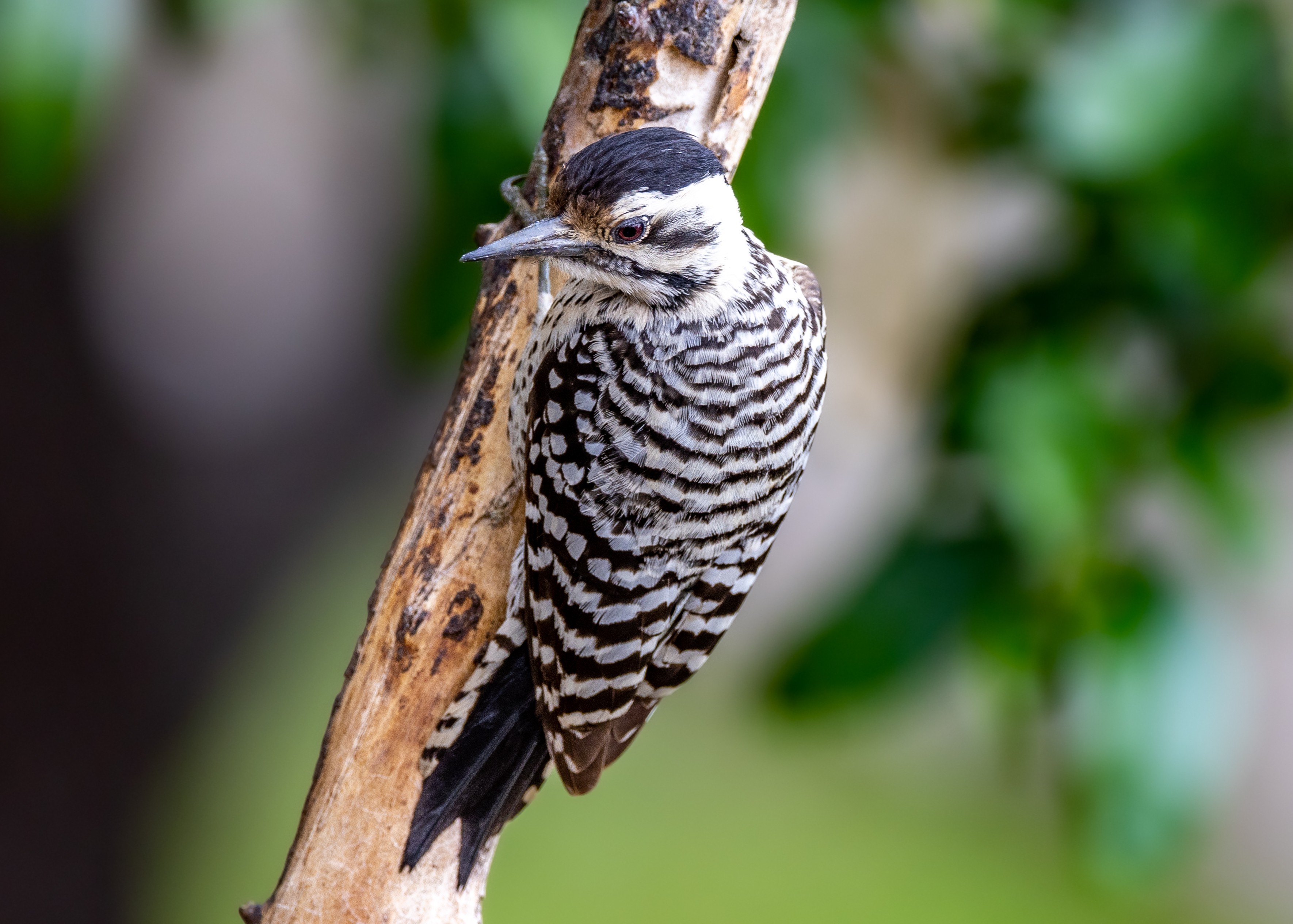 Ladderback woodpecker