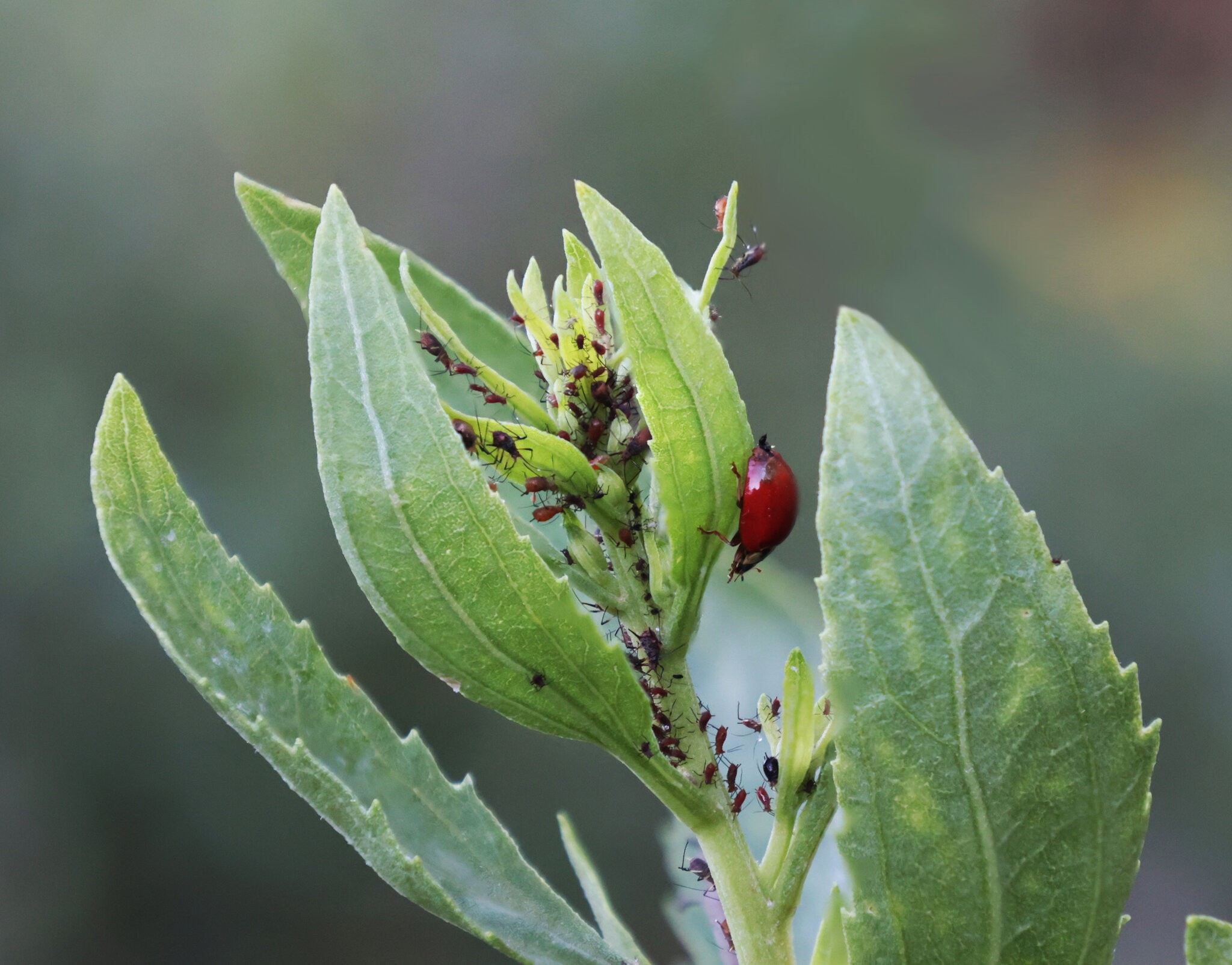 Ladybug and Aphids