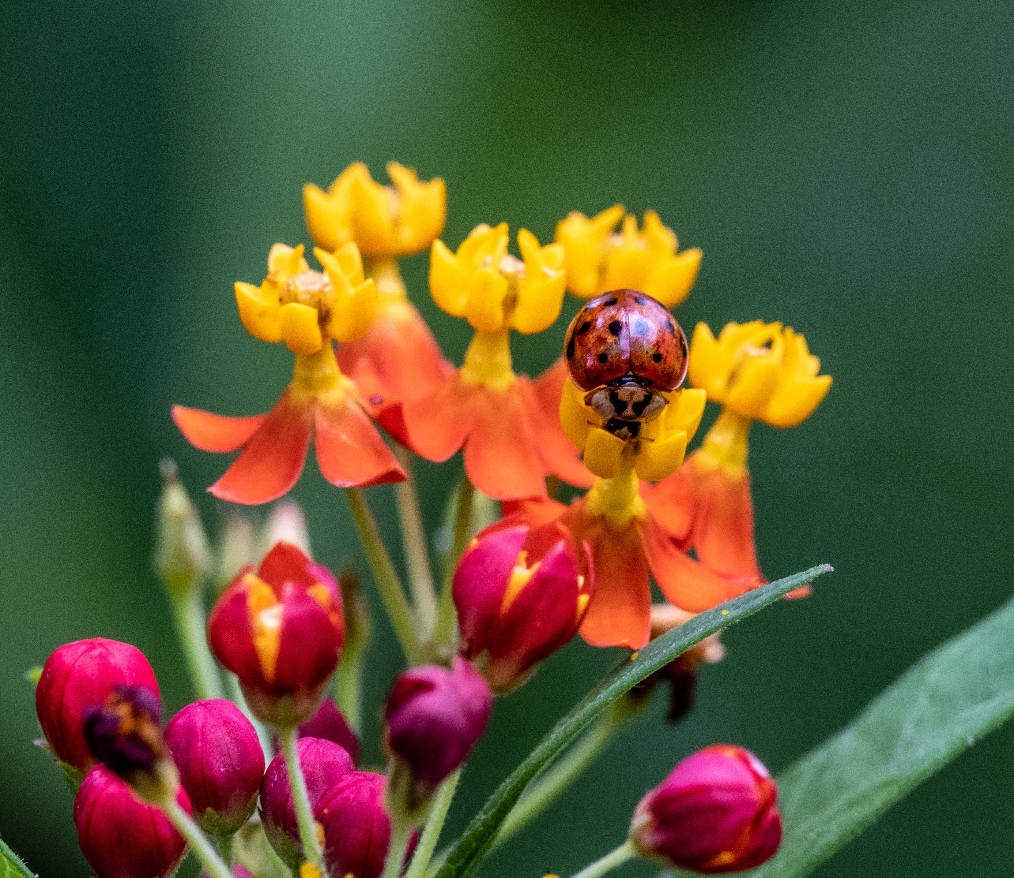 Ladybug on butterfly weed