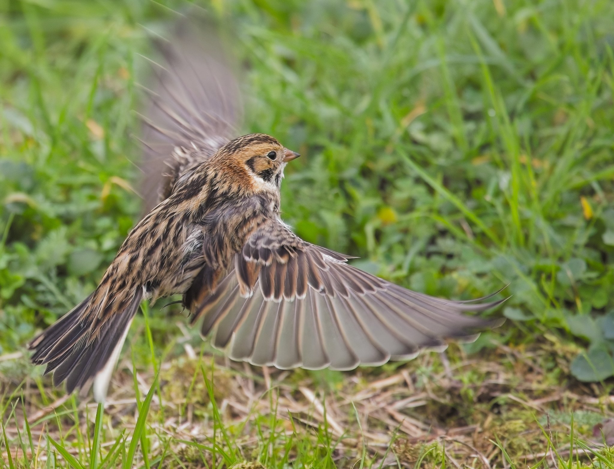 Lapland Bunting 4 Staines.jpg