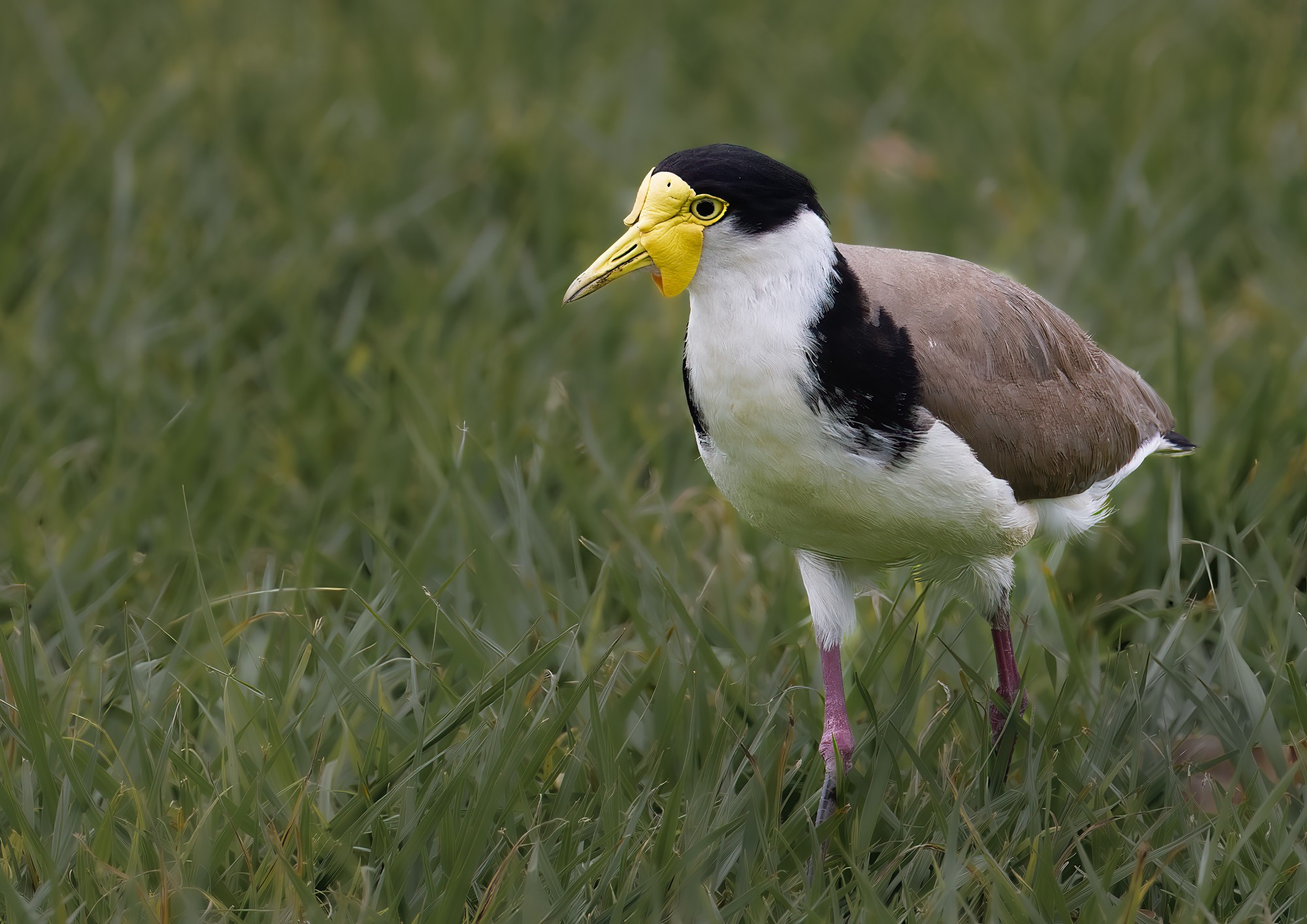 lapwing-m-001-c.jpg