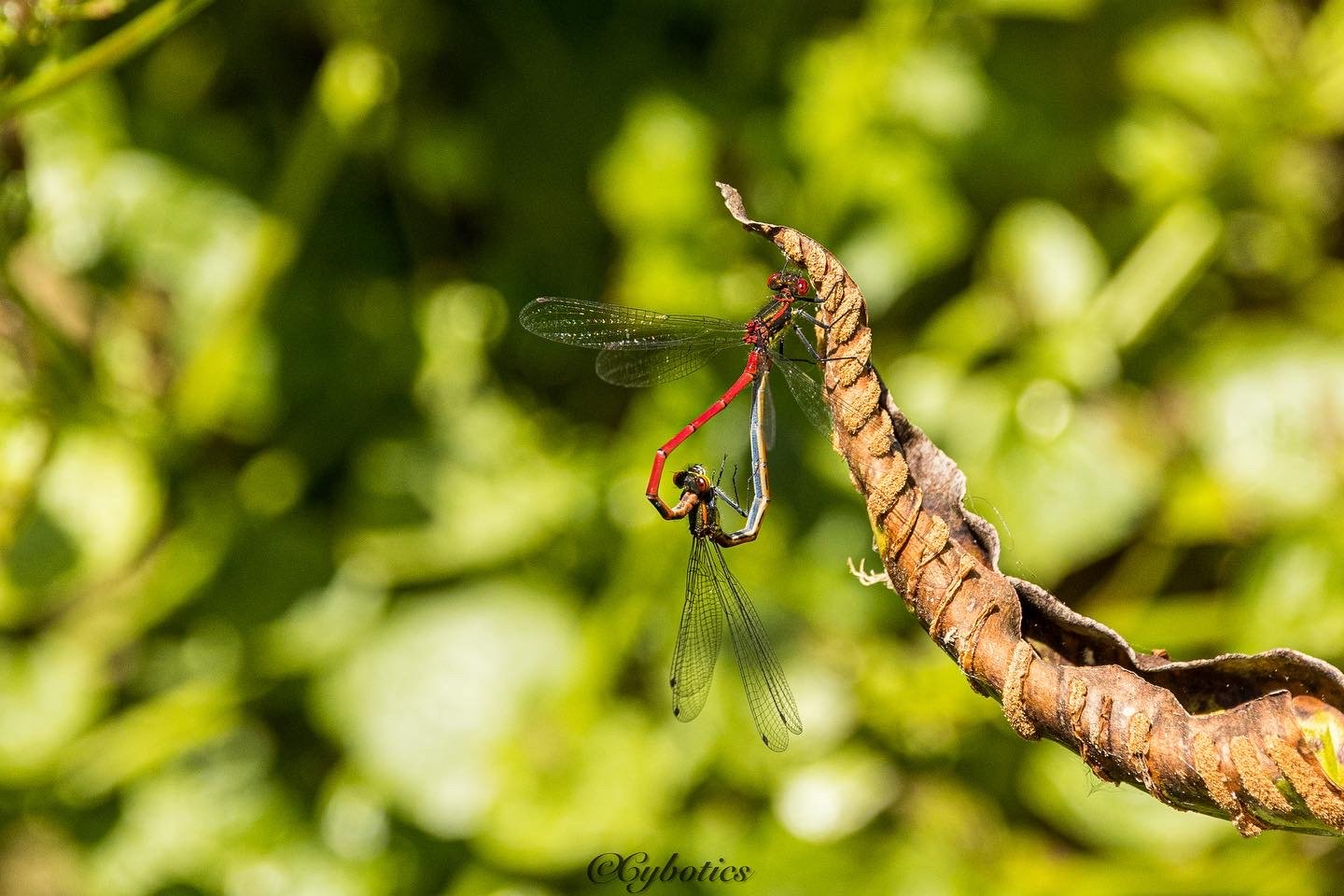 Large Red Damselflies, Cobham, 14/5/22