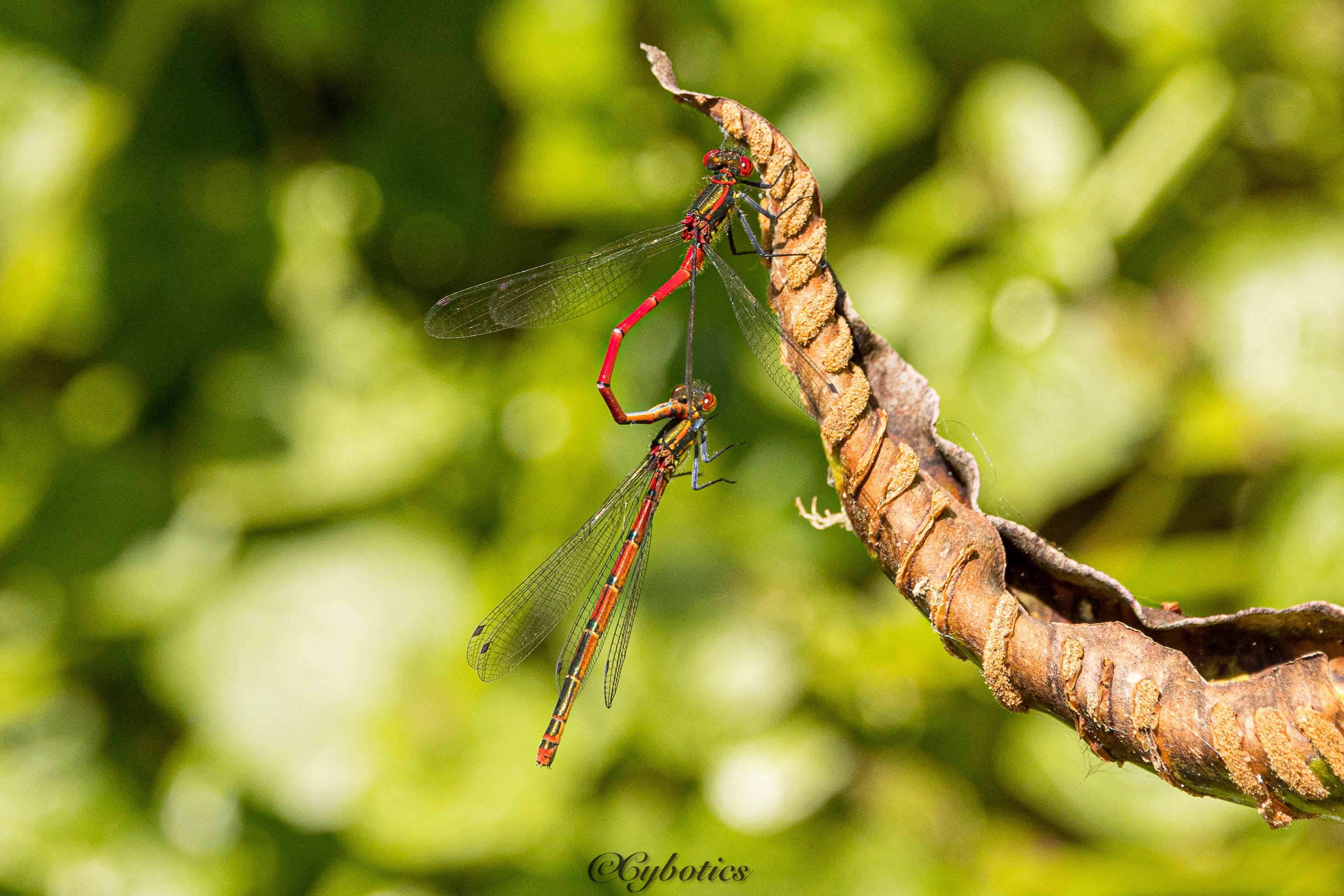 Large Red Damselflies, Cobham, 14/5/22