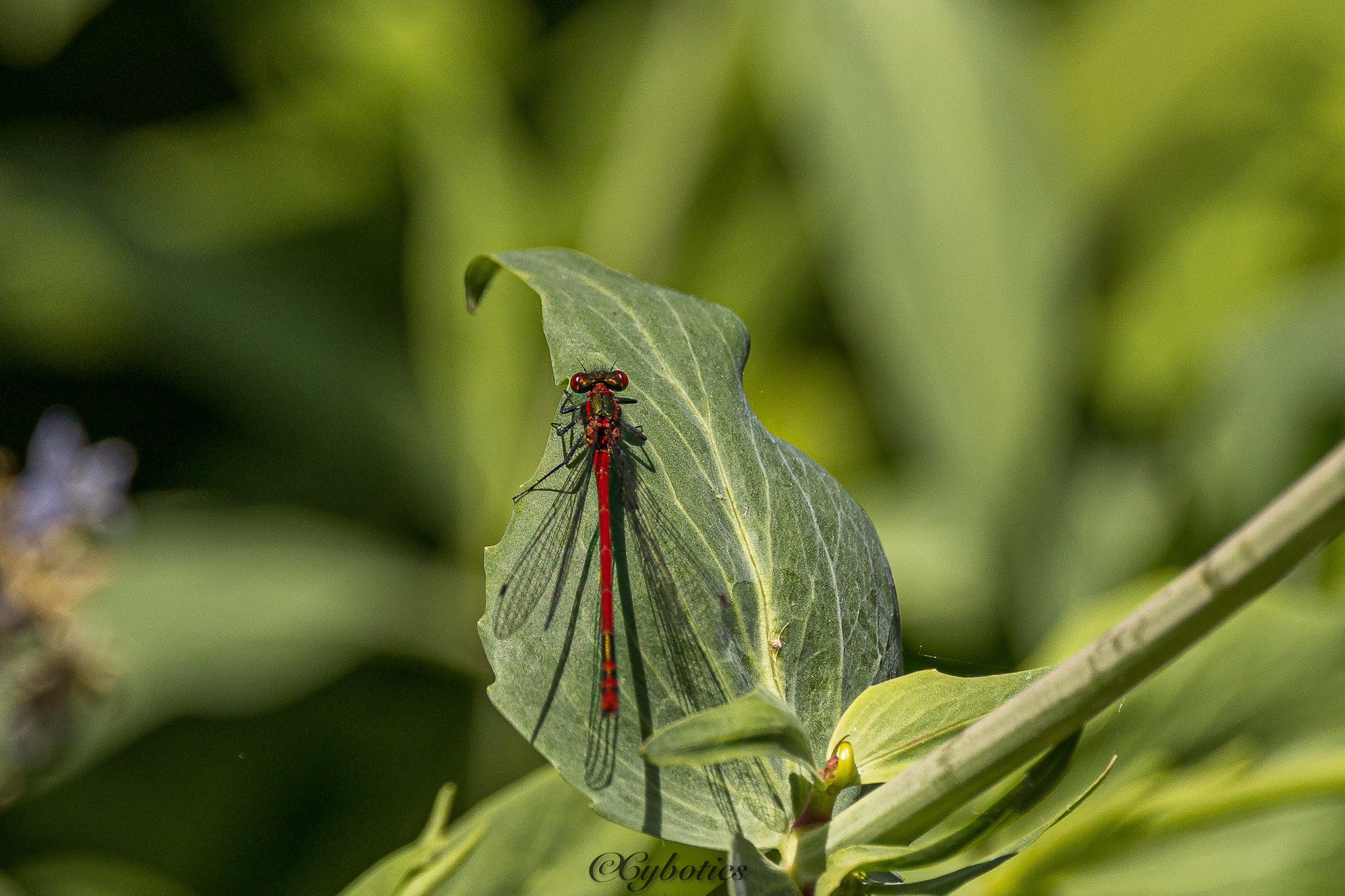 Large Red Damselfly, Cobham, 14/5/22