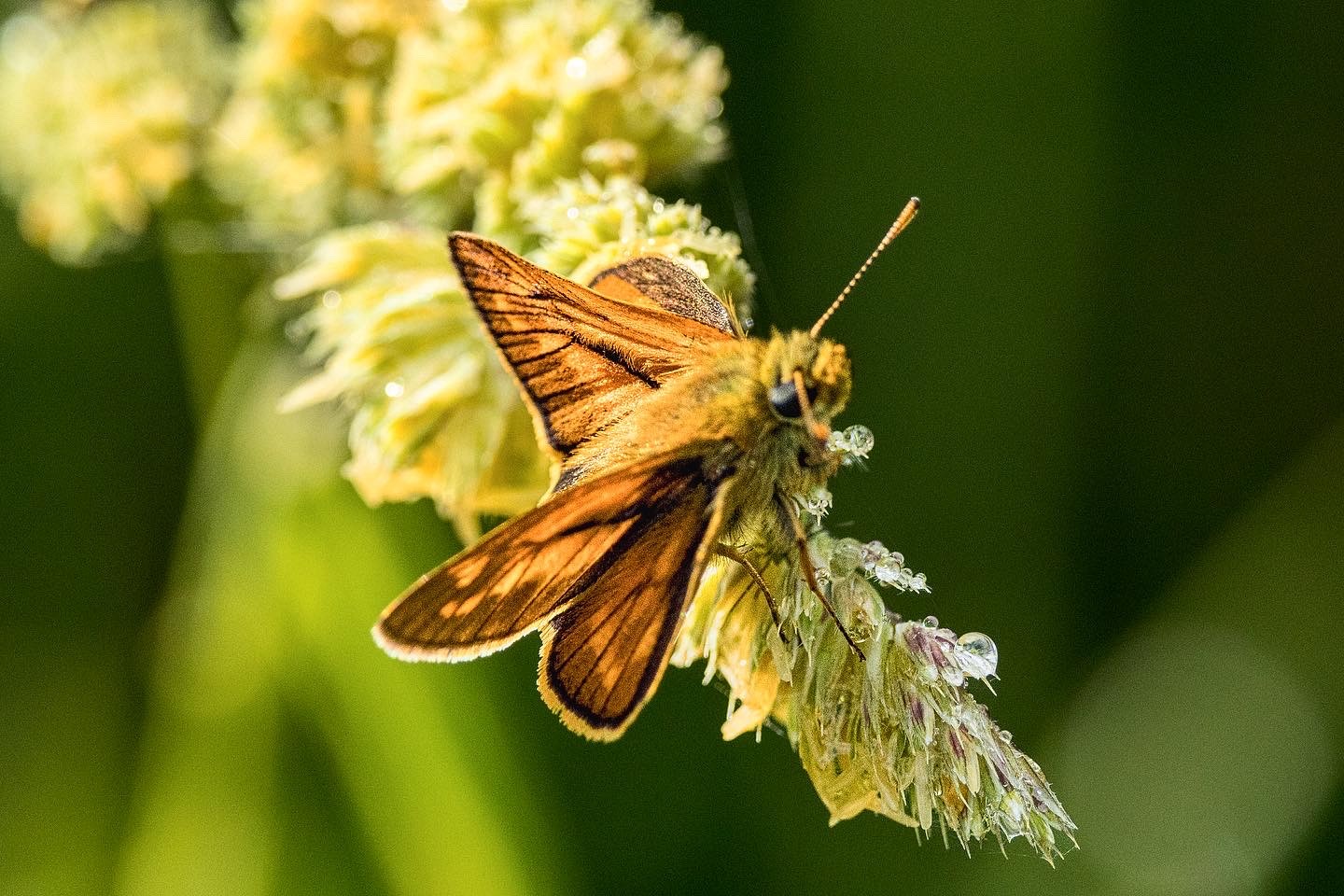 Large Skipper.