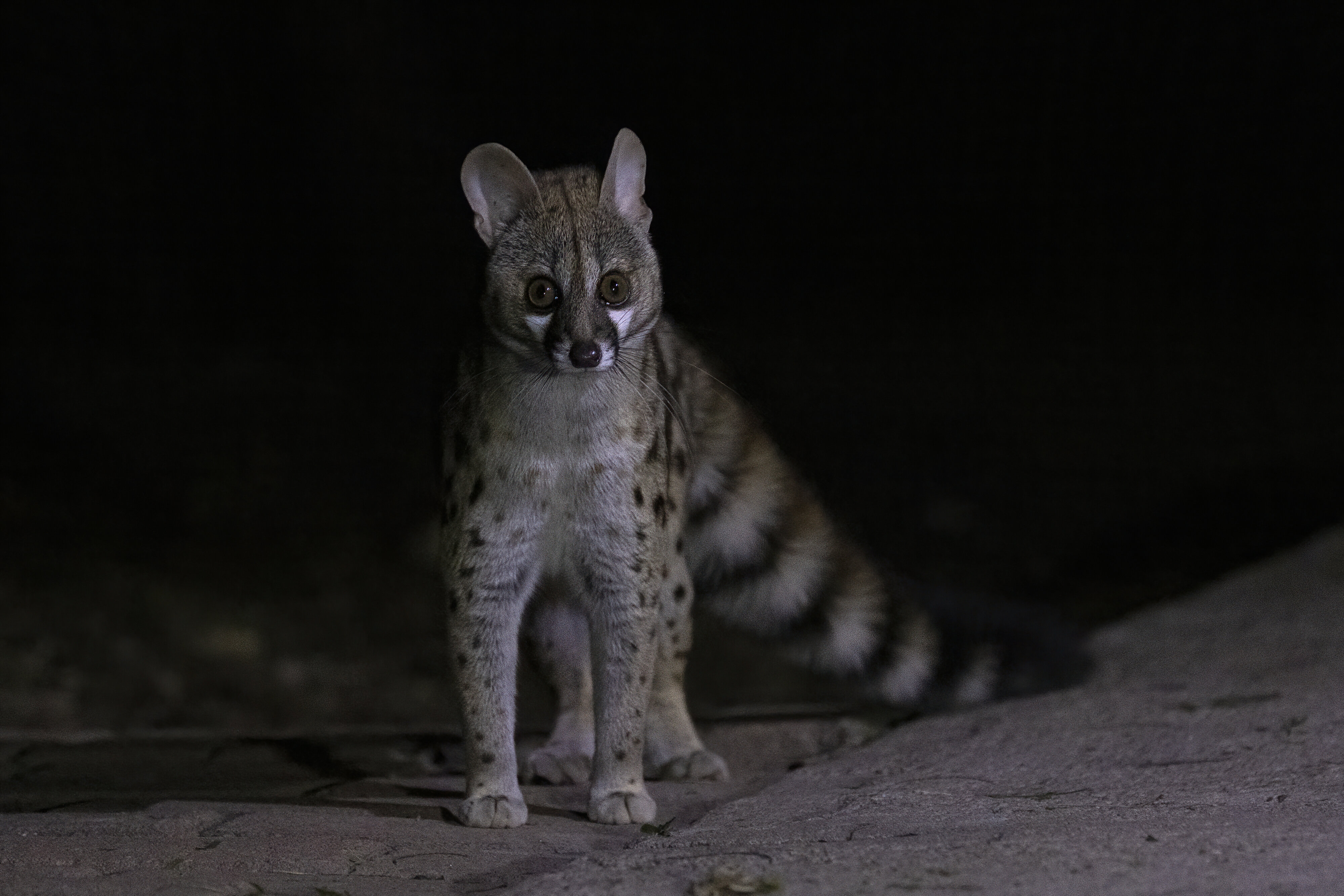 Large Spotted Genet