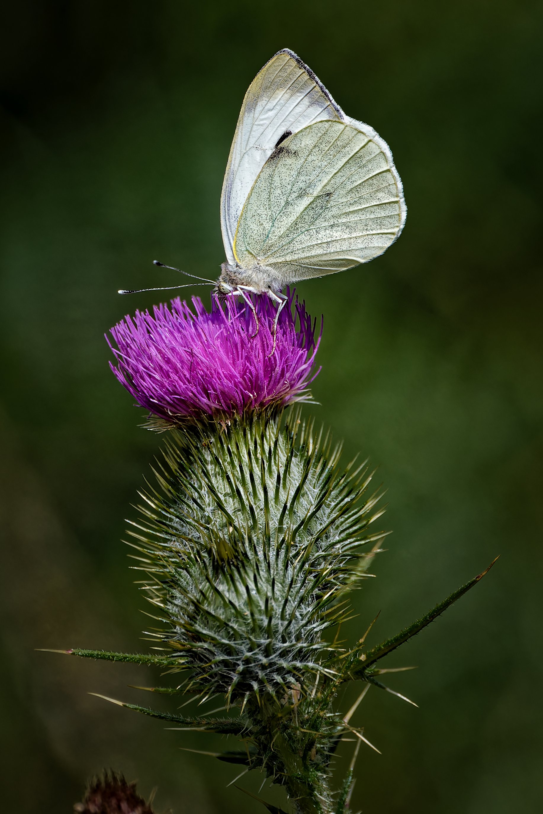 Large White