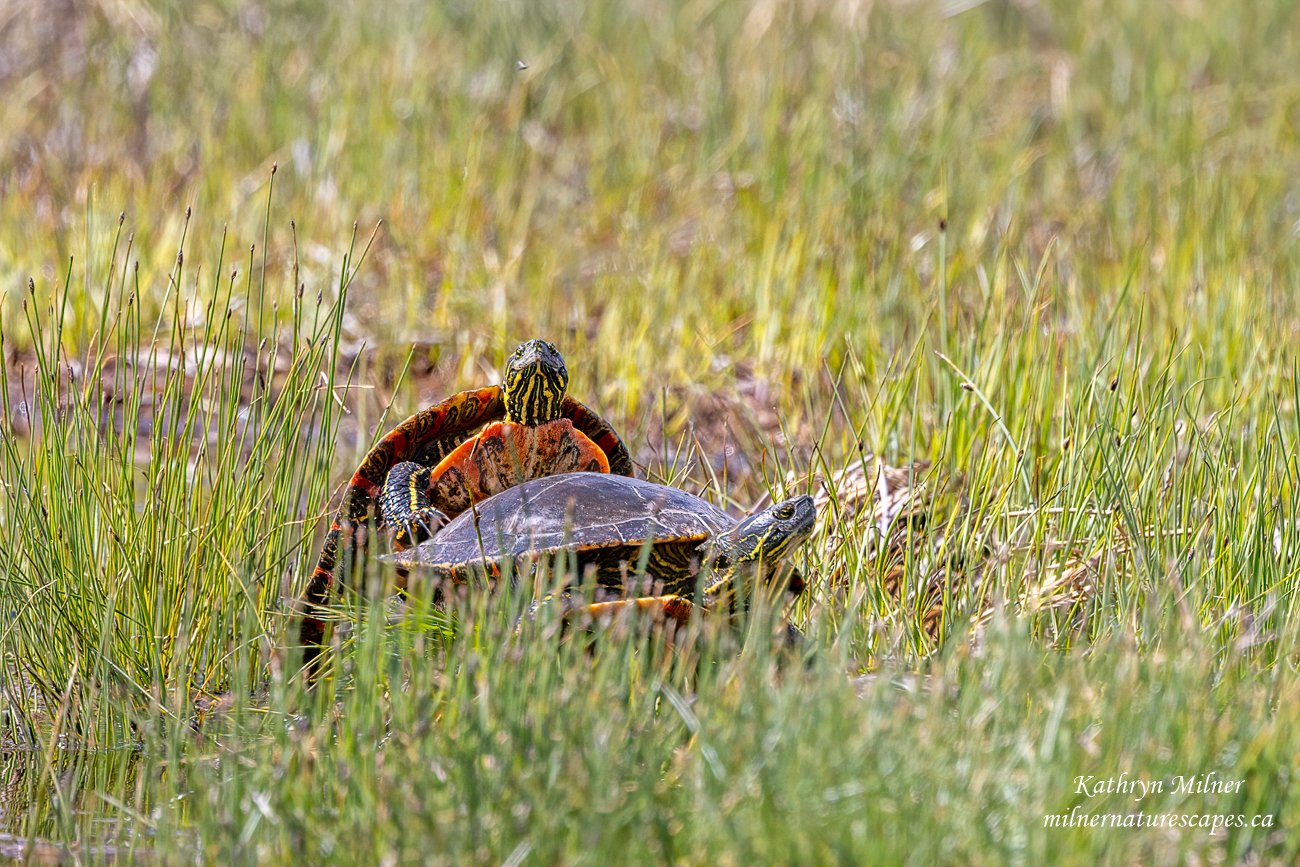 Larger Painted Turtles - Grasslands National Park