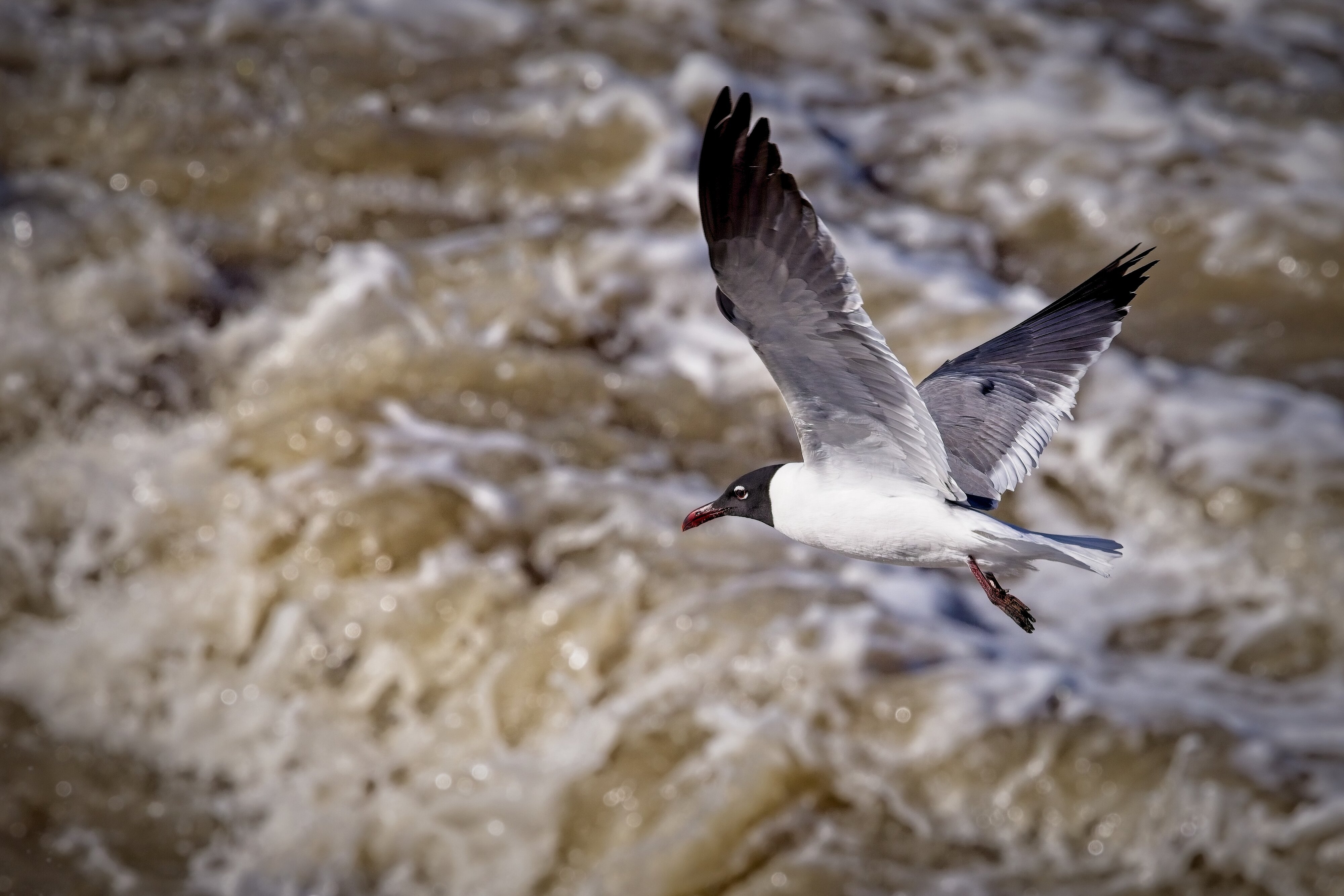 Laughing Gull from the upper deck of the Bolivar Ferry