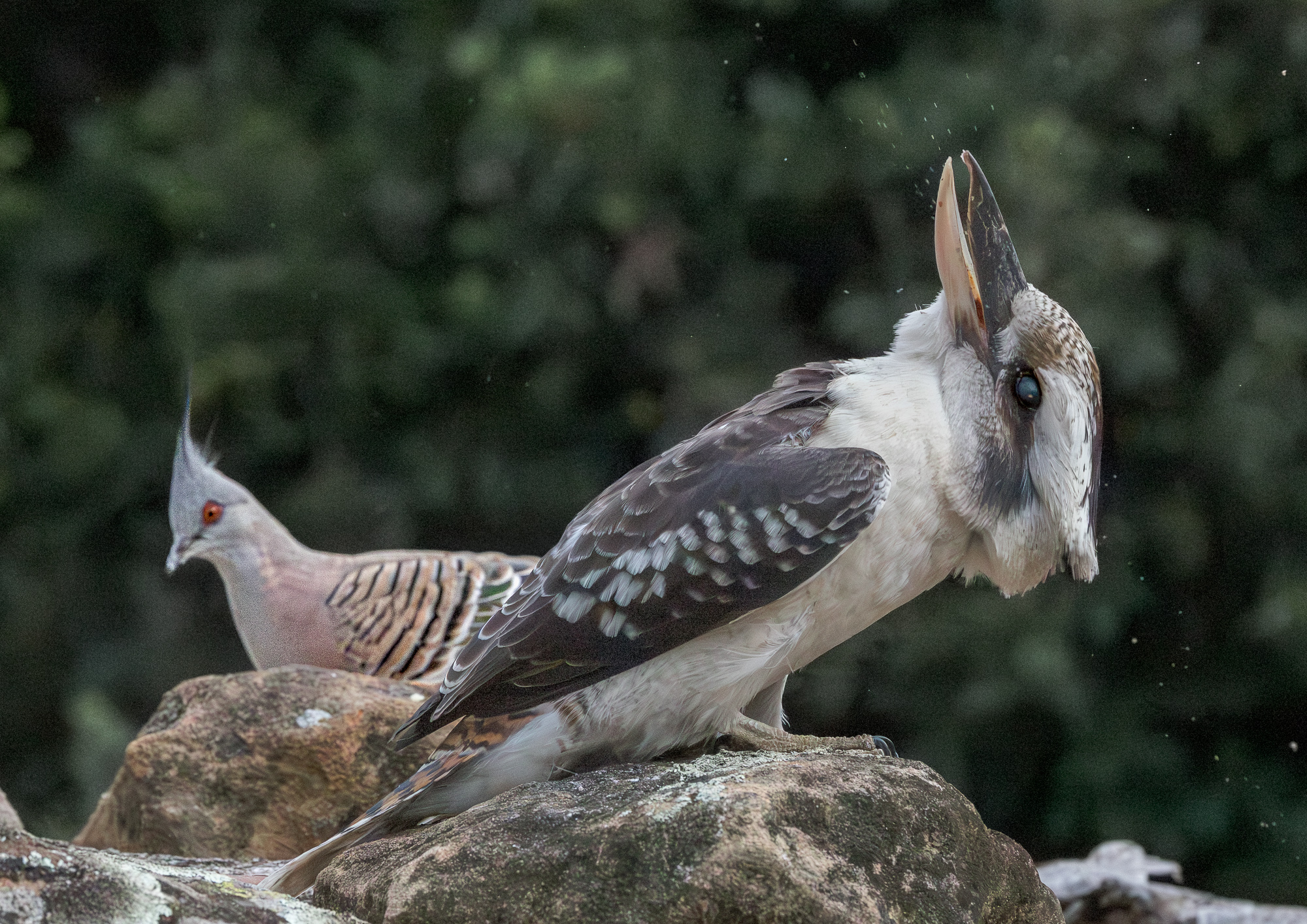 Laughing Kookaburra.jpg