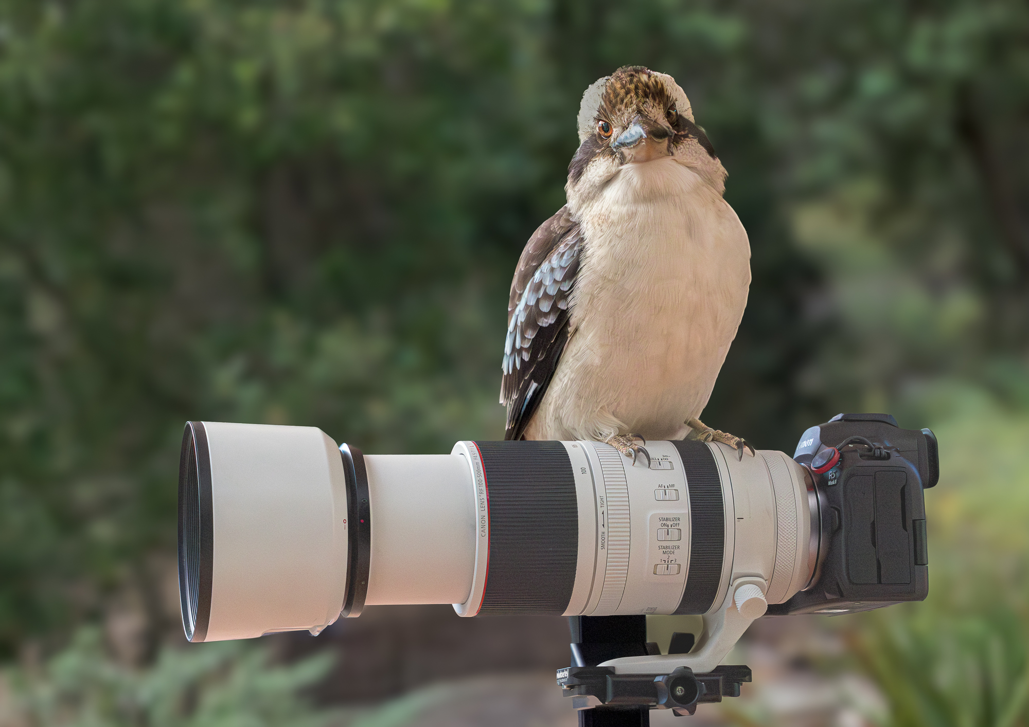 Laughing Kookaburra.jpg