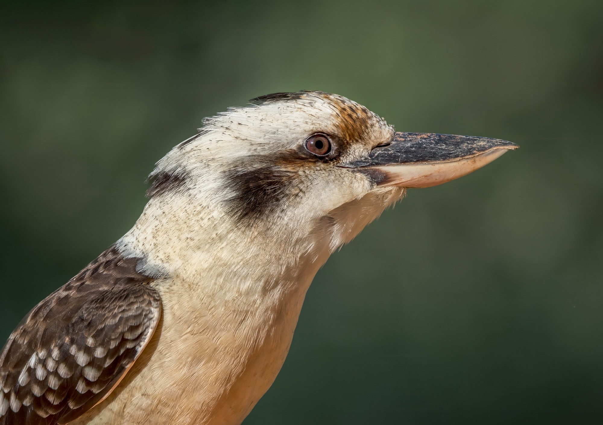 Laughing Kookaburra