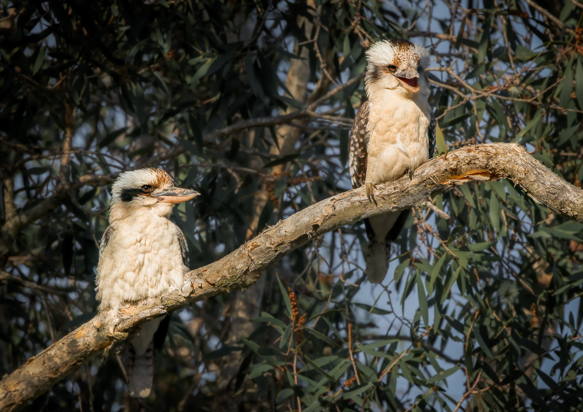 Laughing Kookaburras in Paperbark Tree