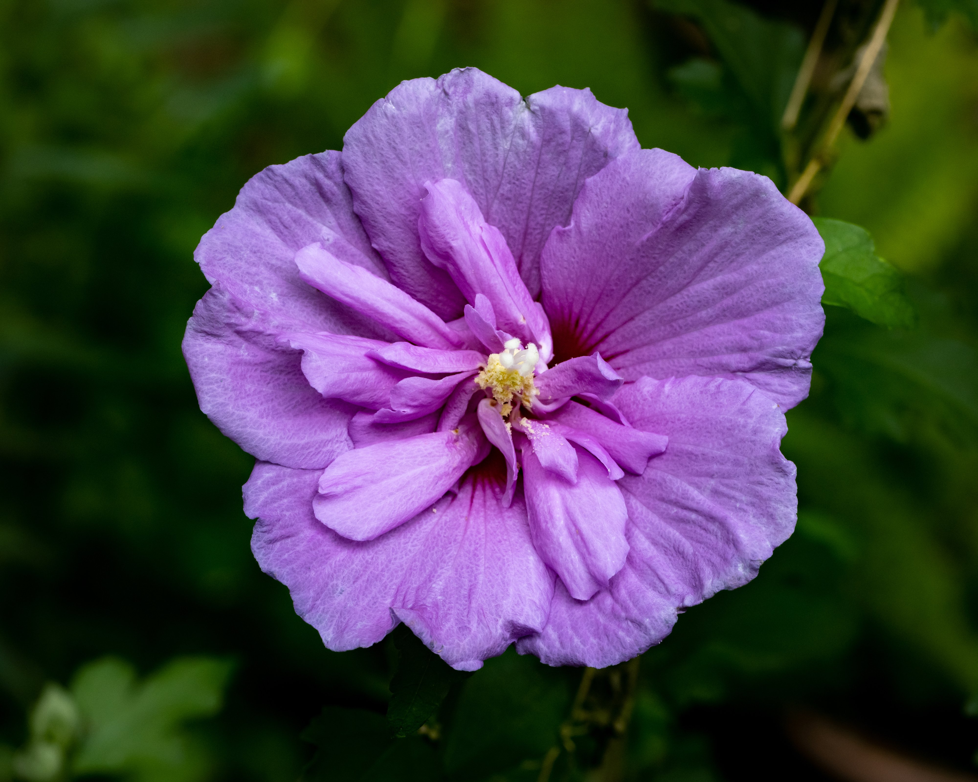 Lavender Chiffon